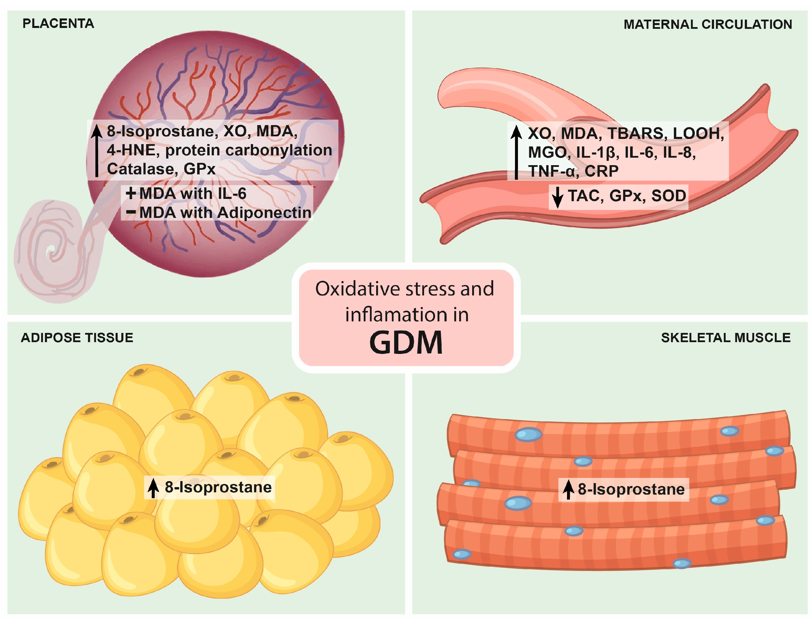 Antioxidants 12 01812 g002