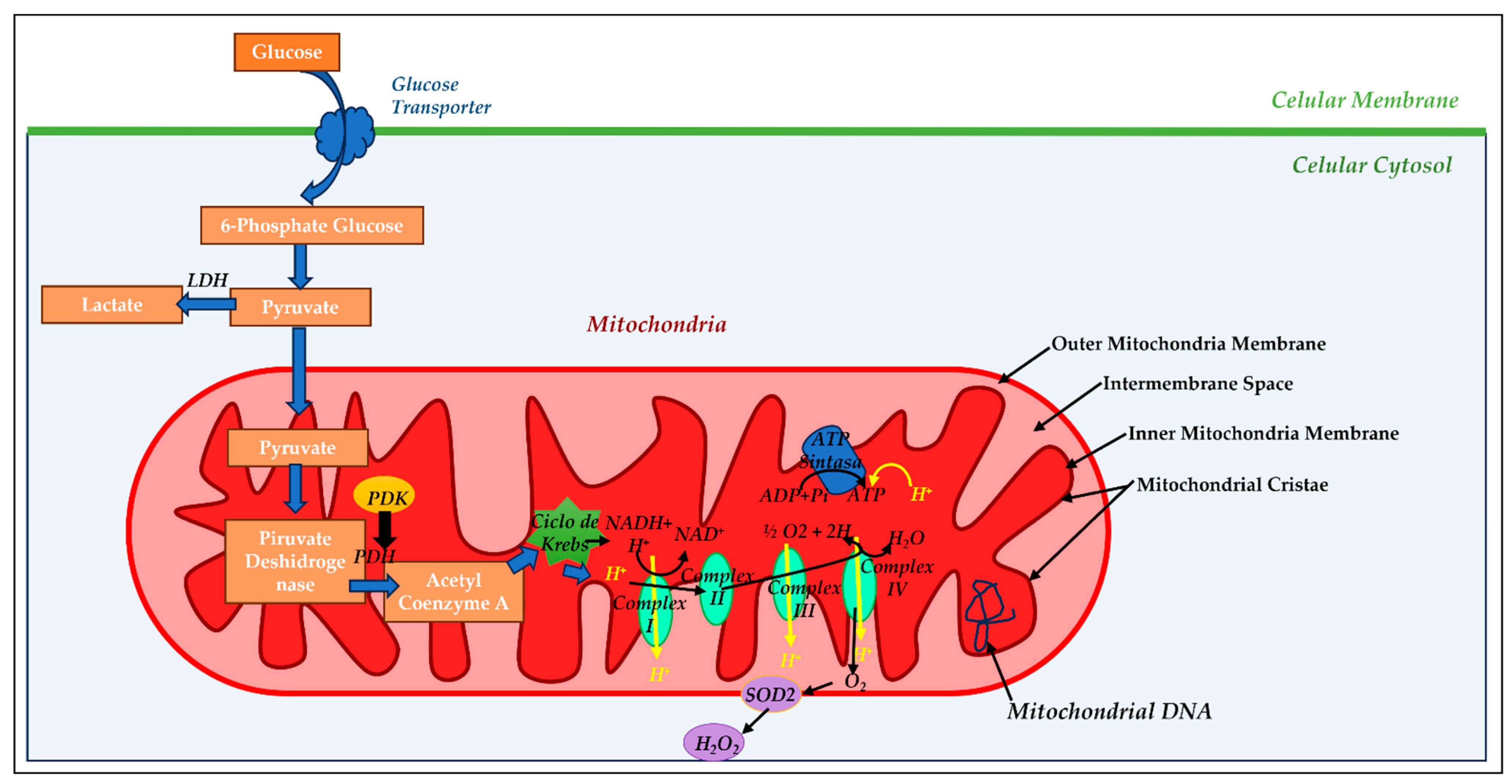 Antioxidants 12 01819 g001