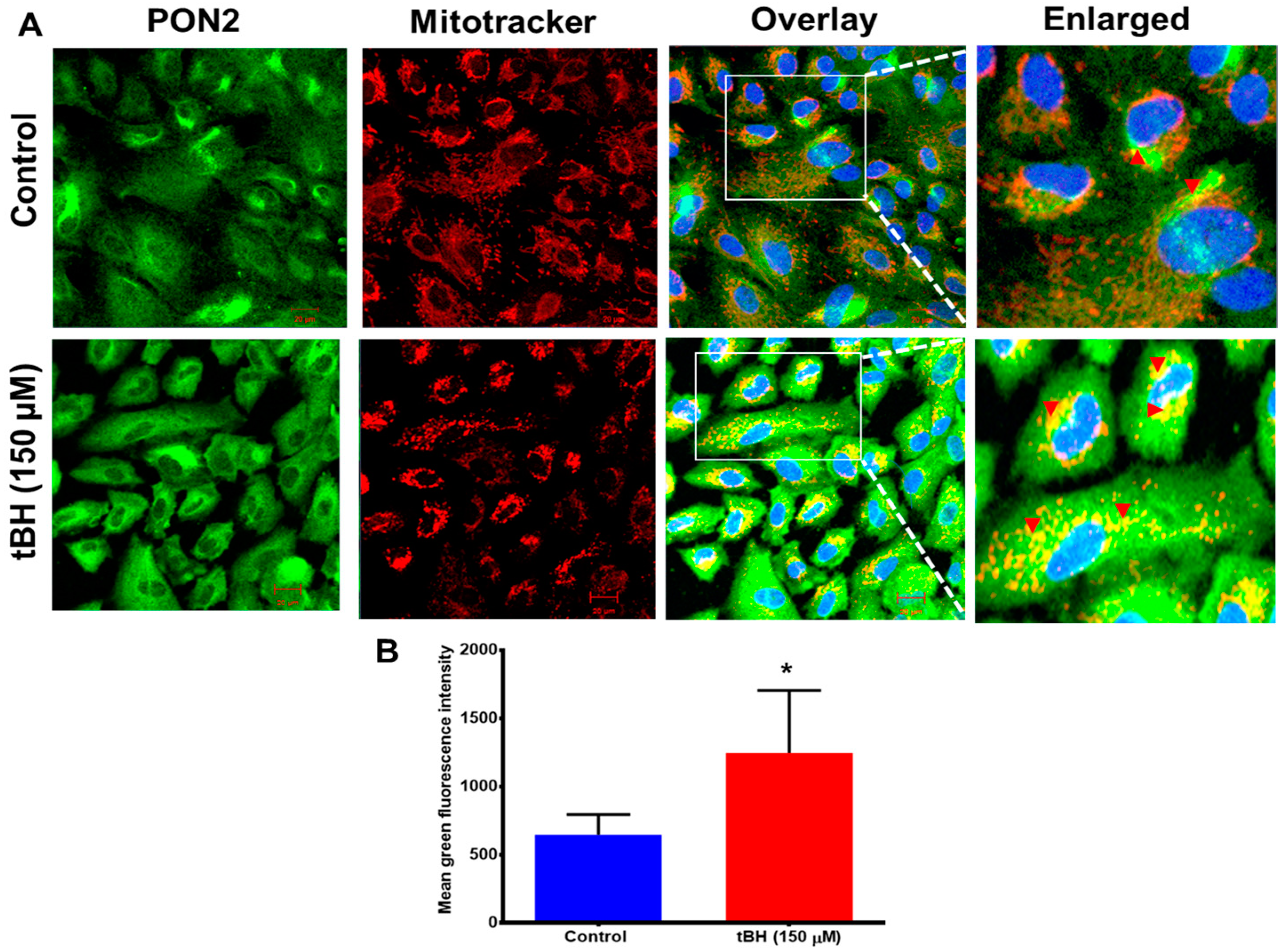 Antioxidants 12 01820 g001