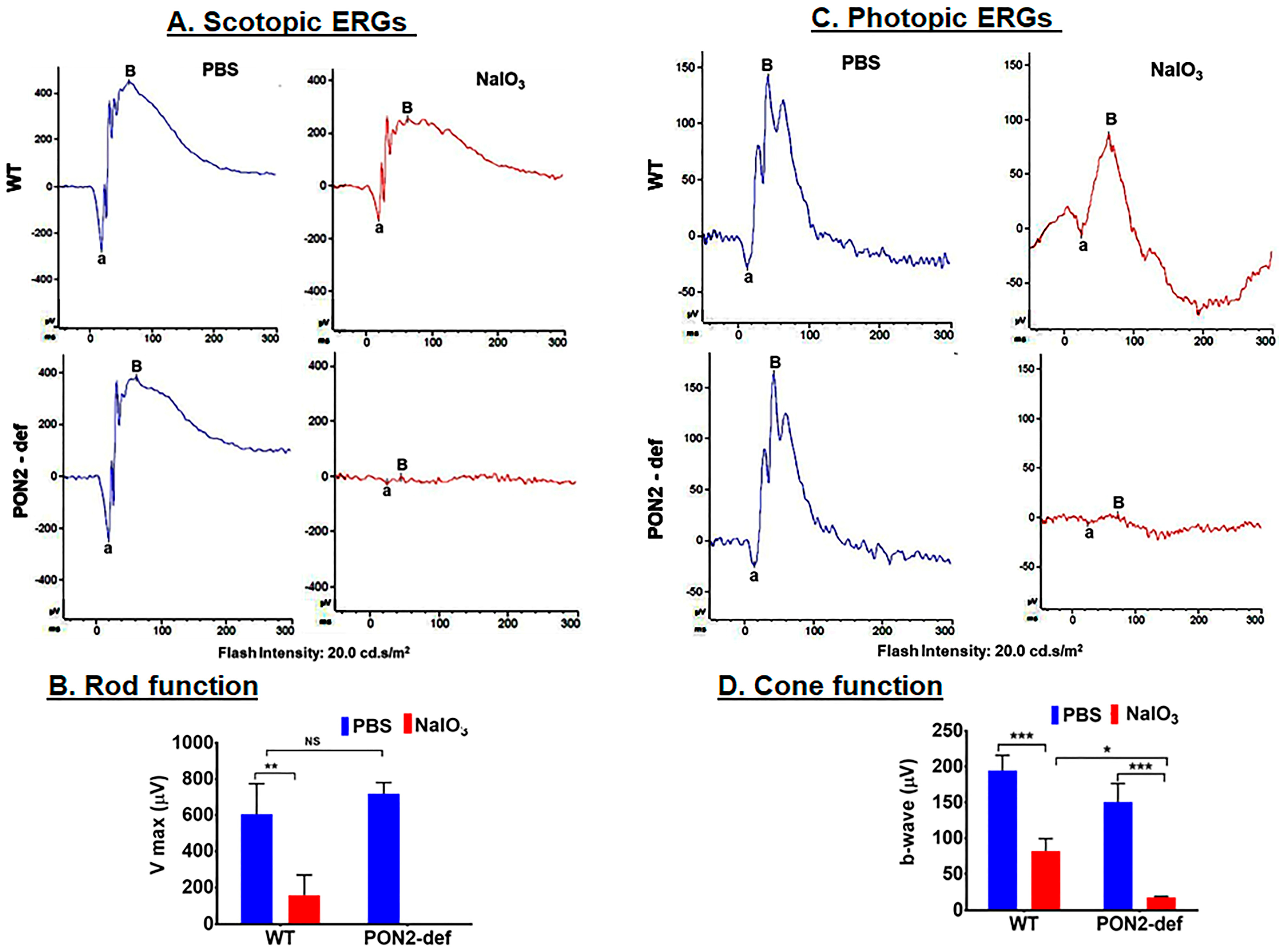 Antioxidants 12 01820 g005