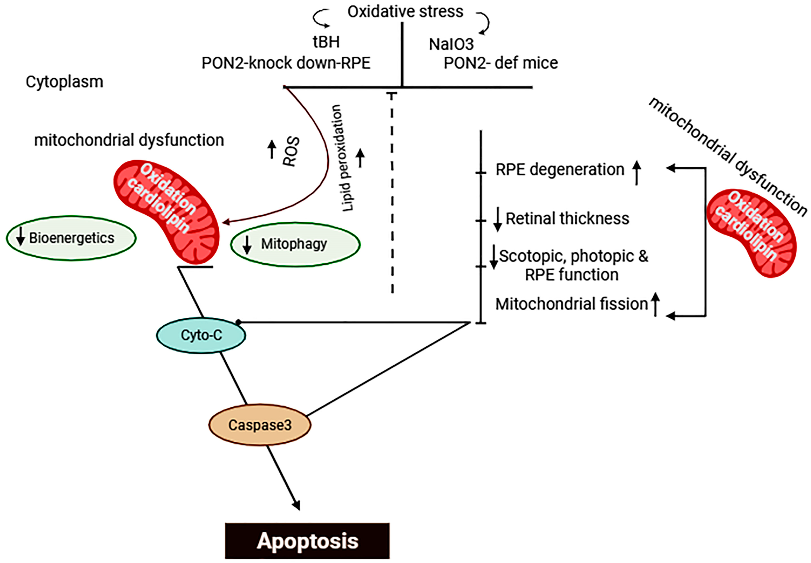 Antioxidants 12 01820 g007