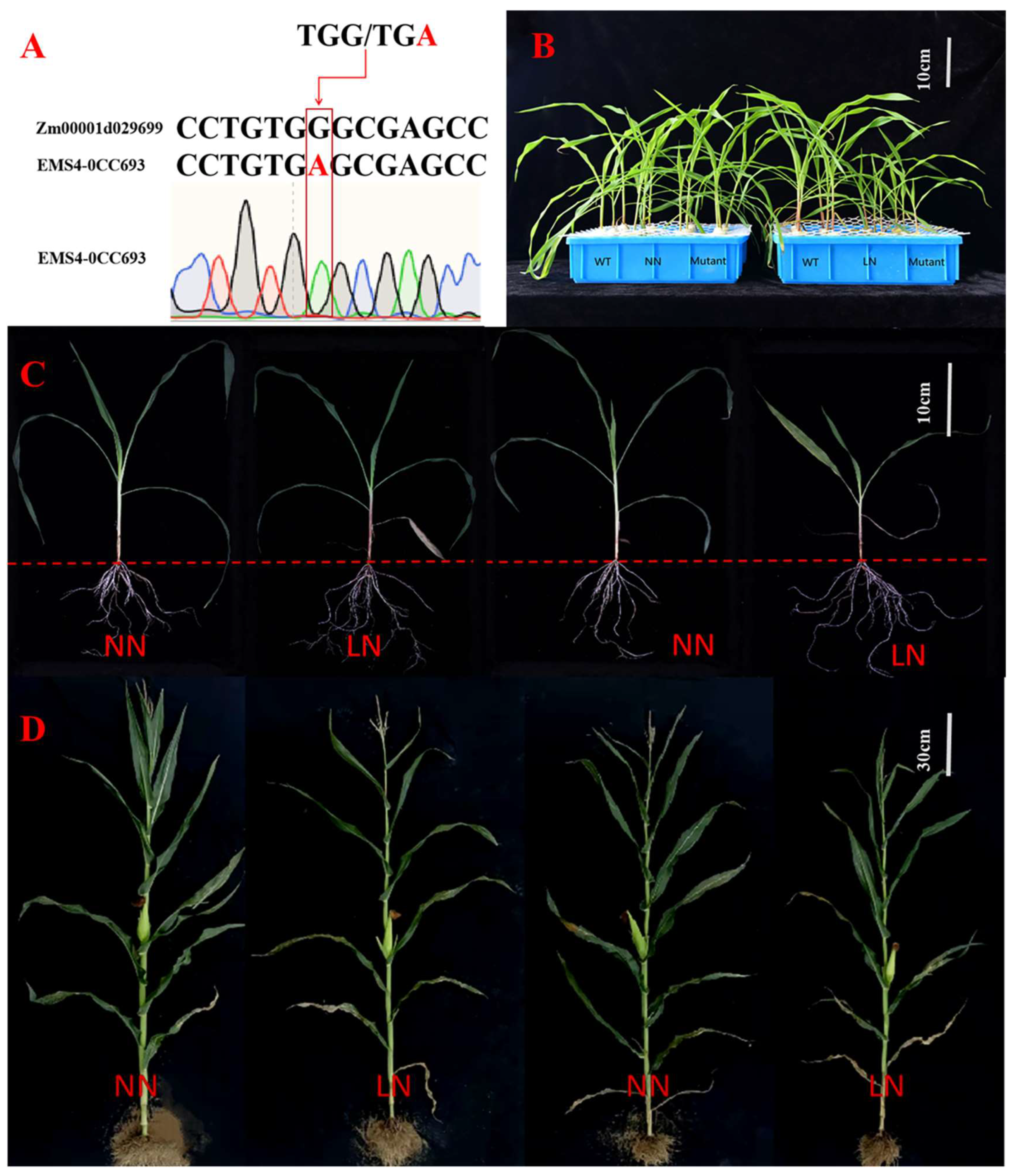 Antioxidants 12 01831 g006