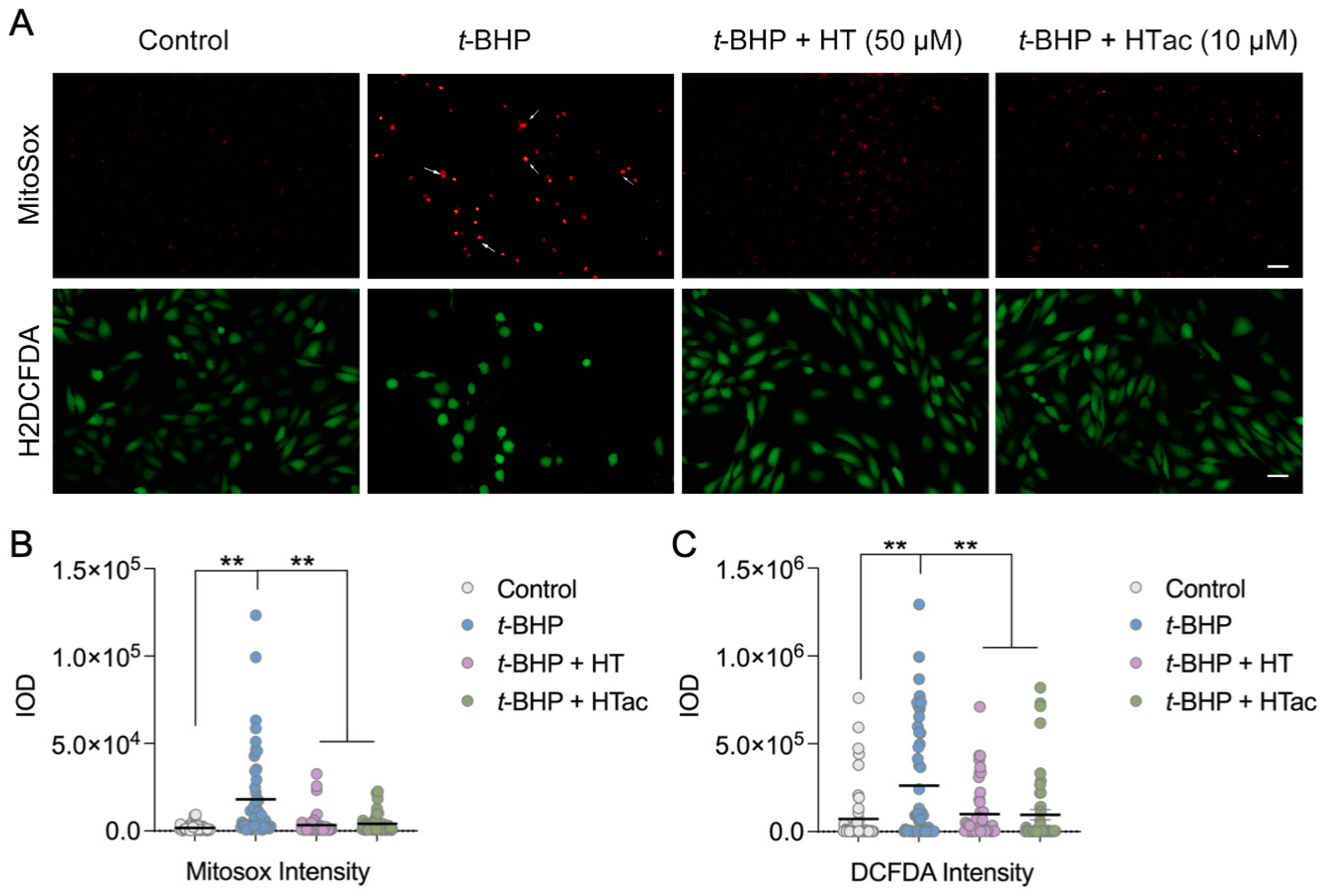 Antioxidants 12 01834 g002