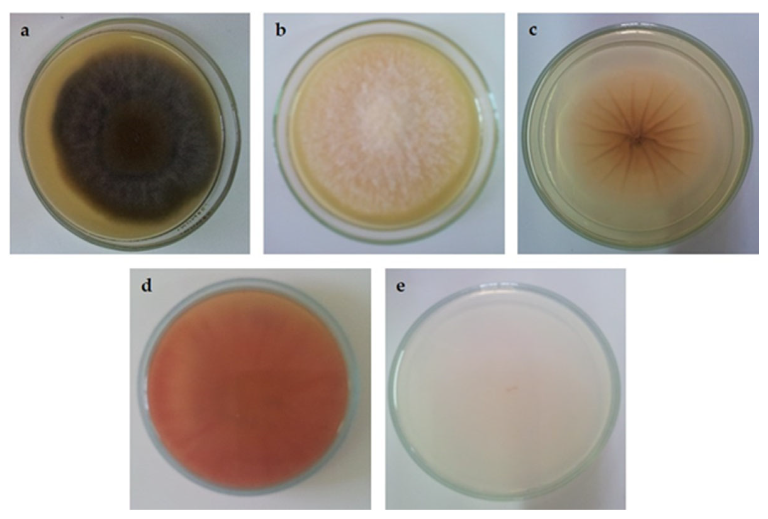 Antioxidants 12 01854 g002