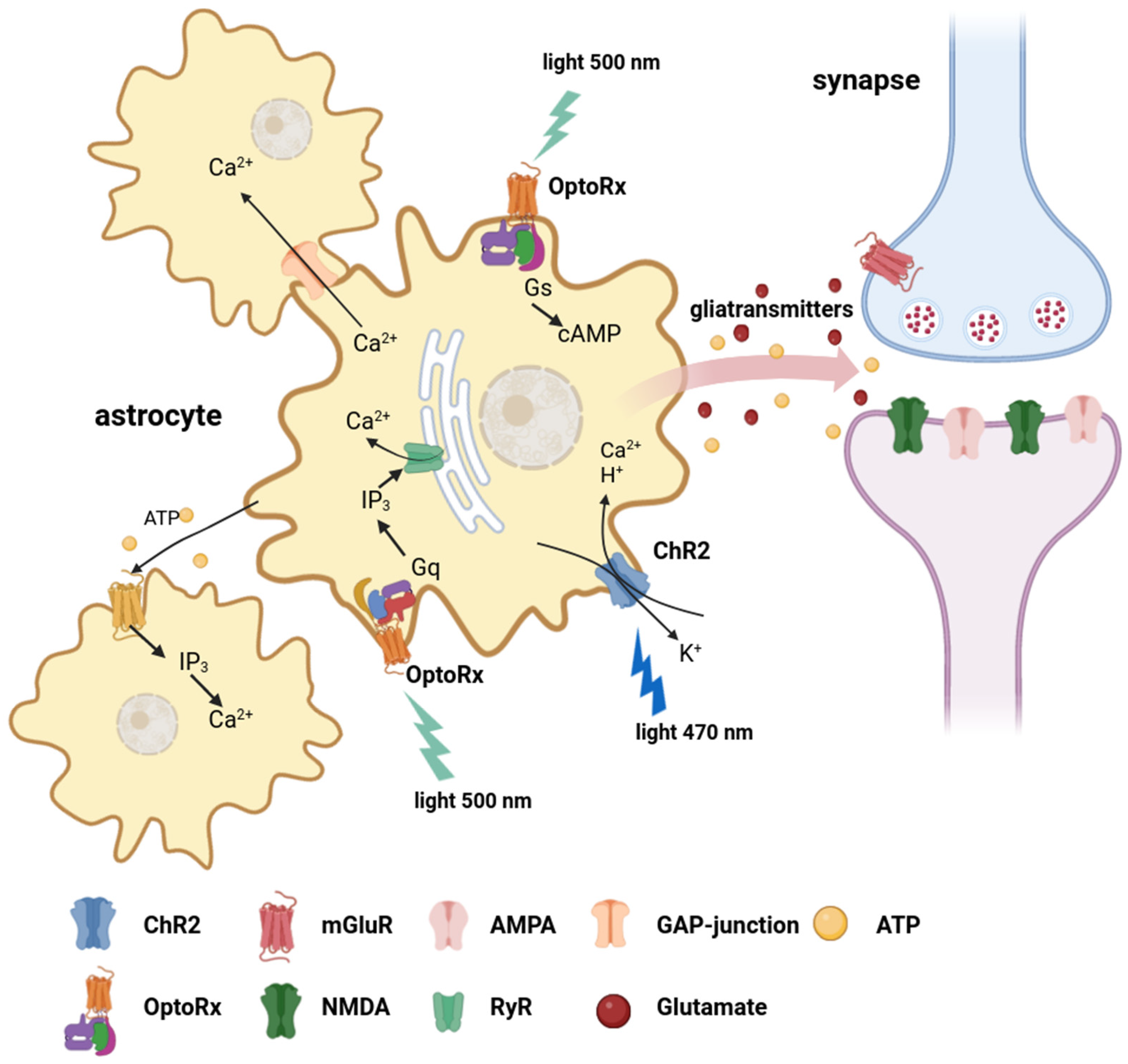 Antioxidants 12 01856 g002