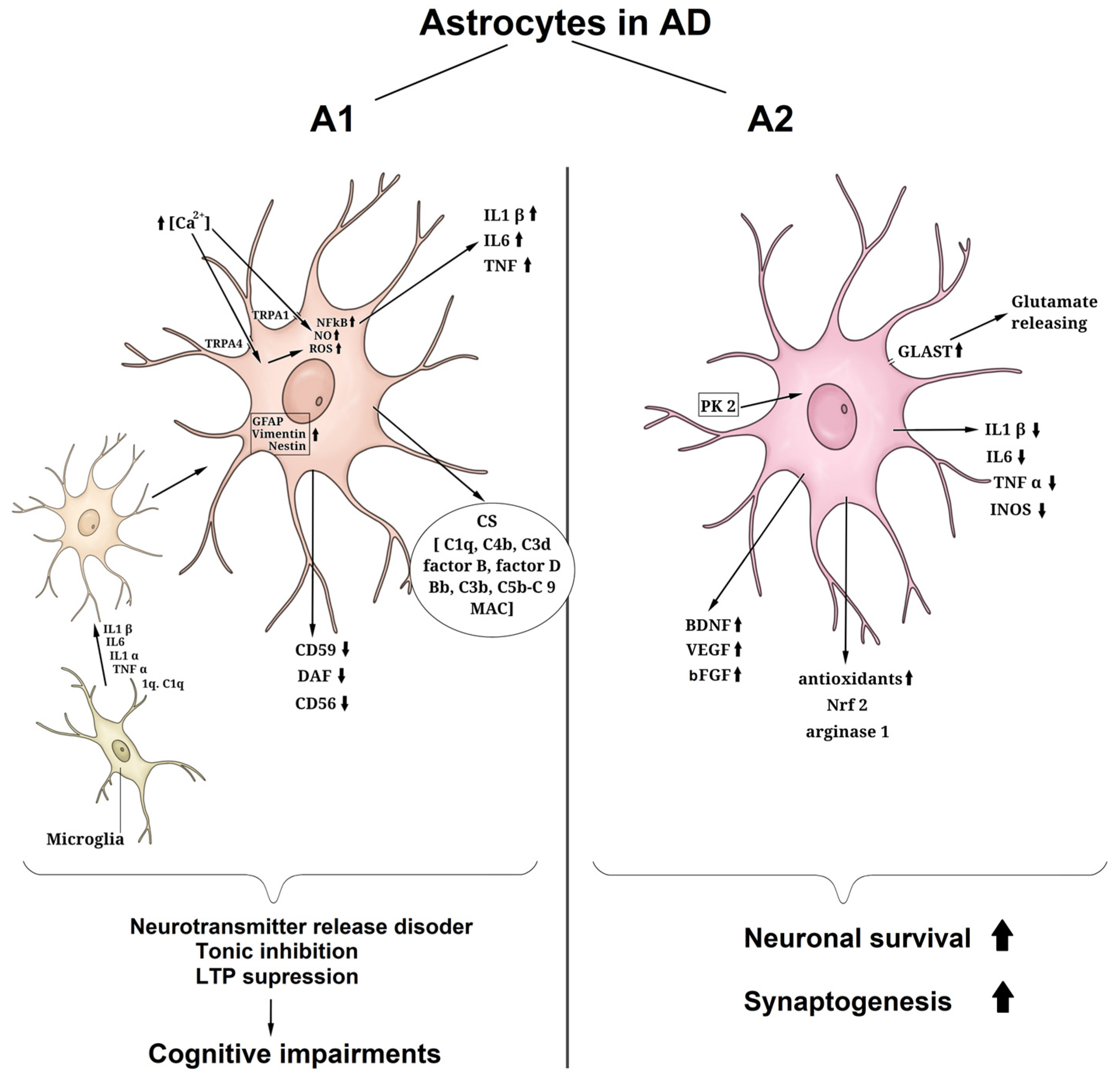 Antioxidants 12 01856 g003
