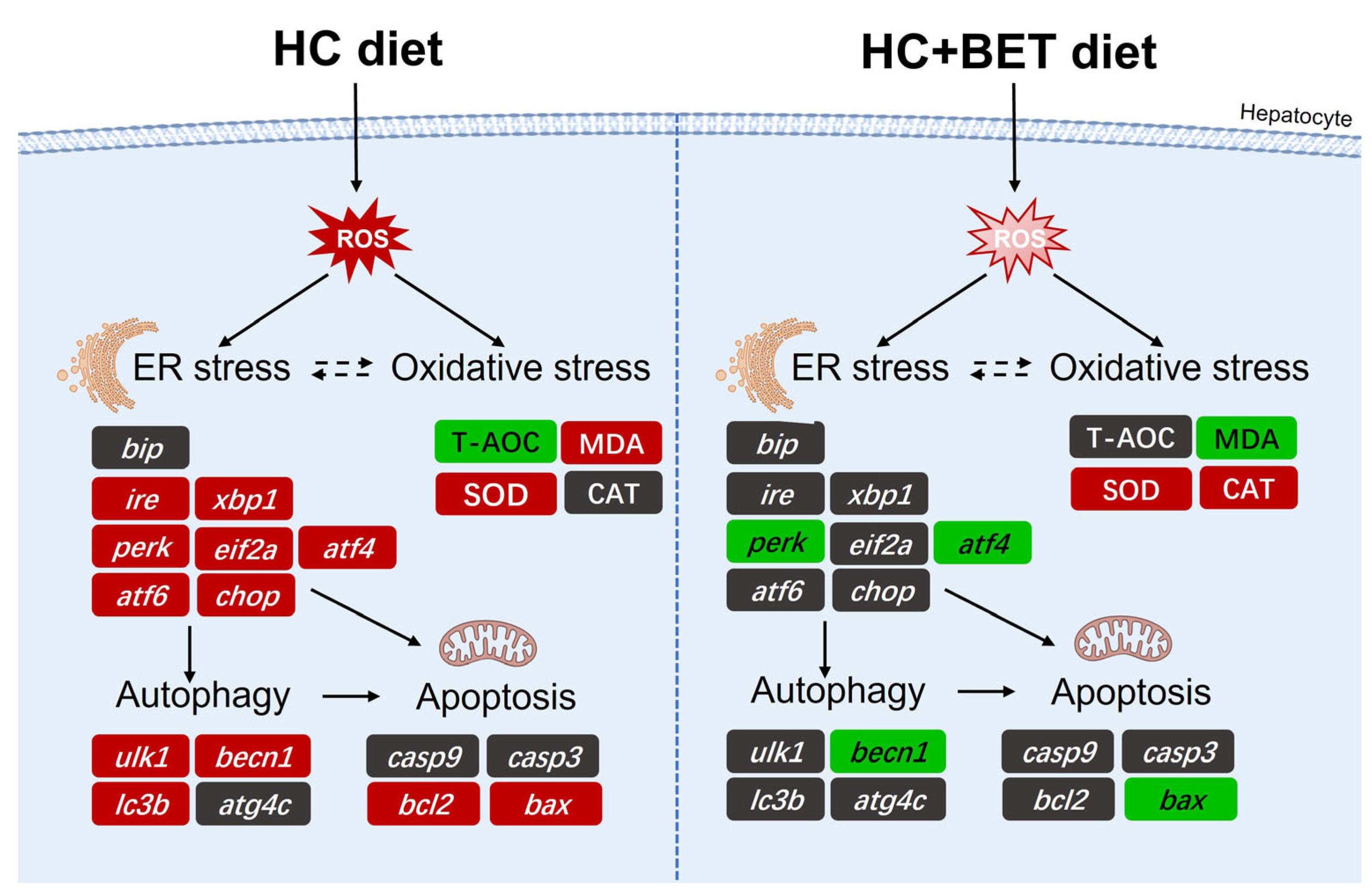 Antioxidants 12 01860 g007