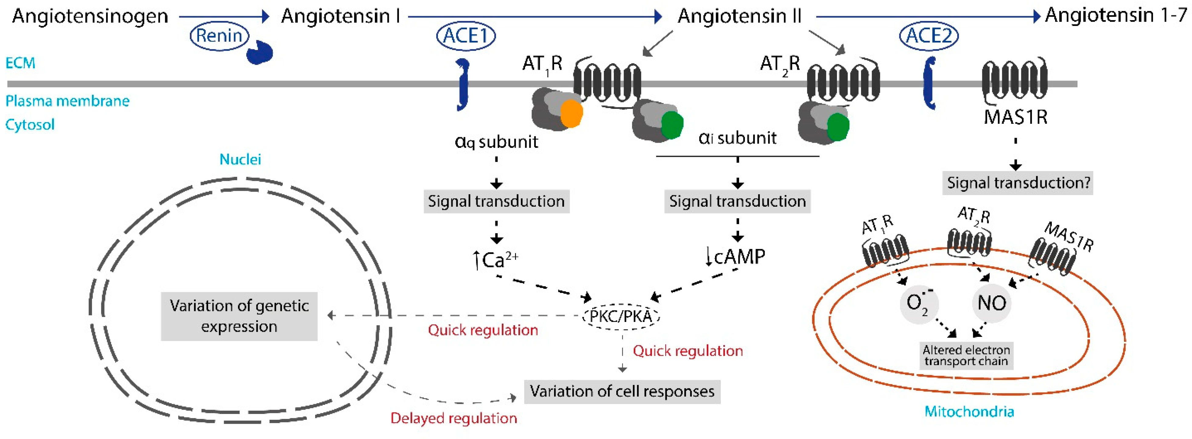 Antioxidants 12 01869 g001