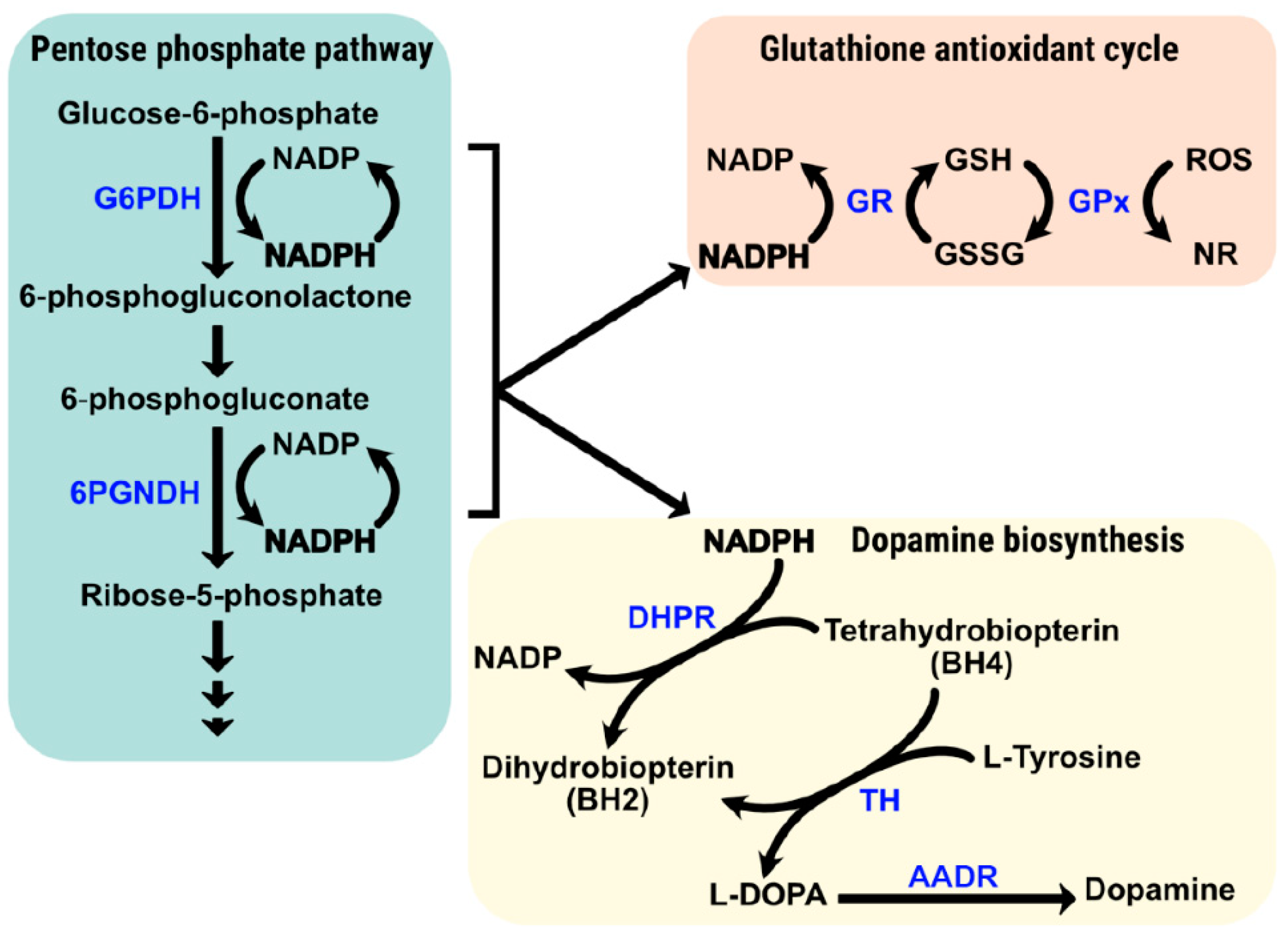 Antioxidants 12 01869 g002