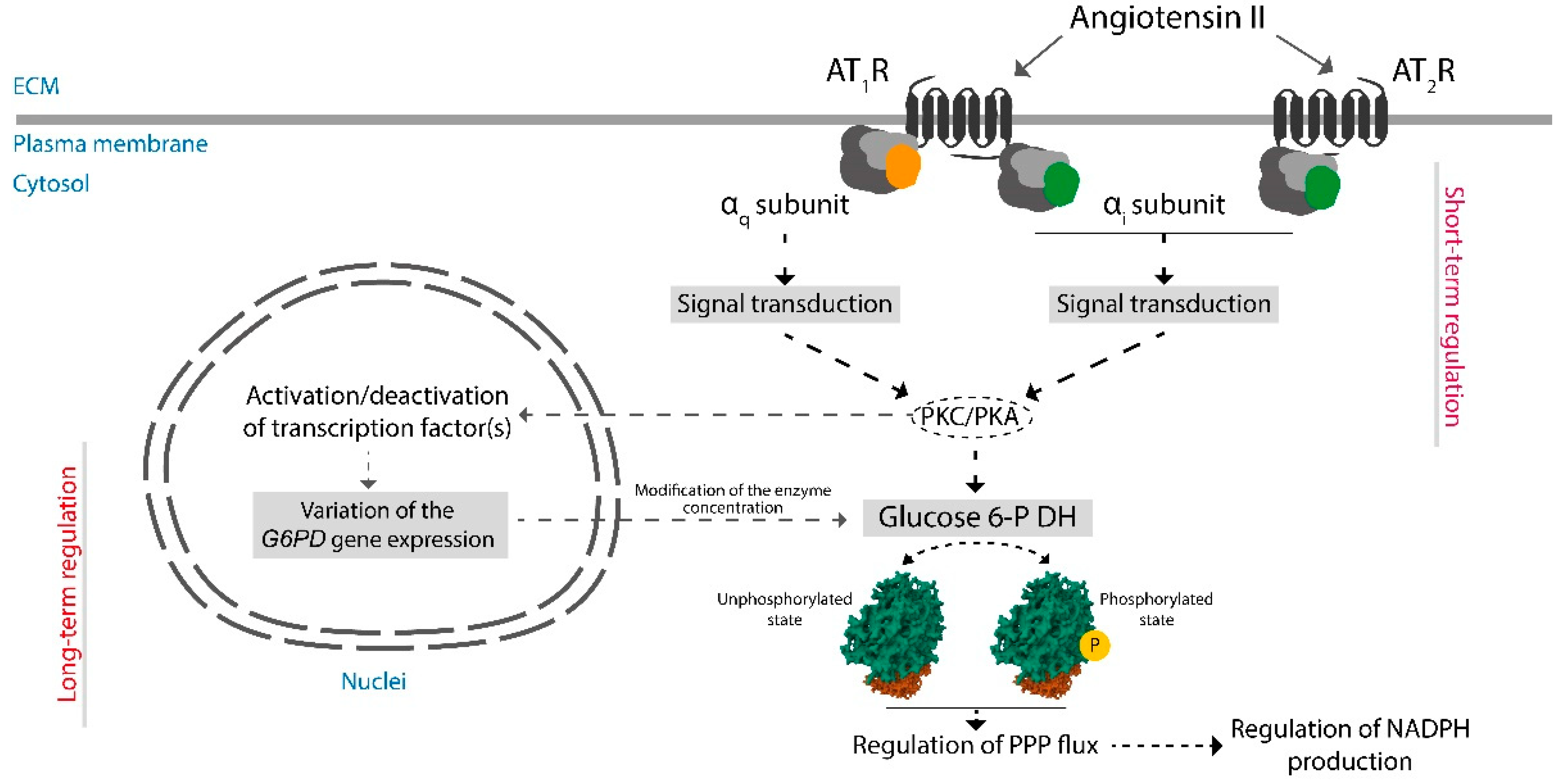 Antioxidants 12 01869 g003