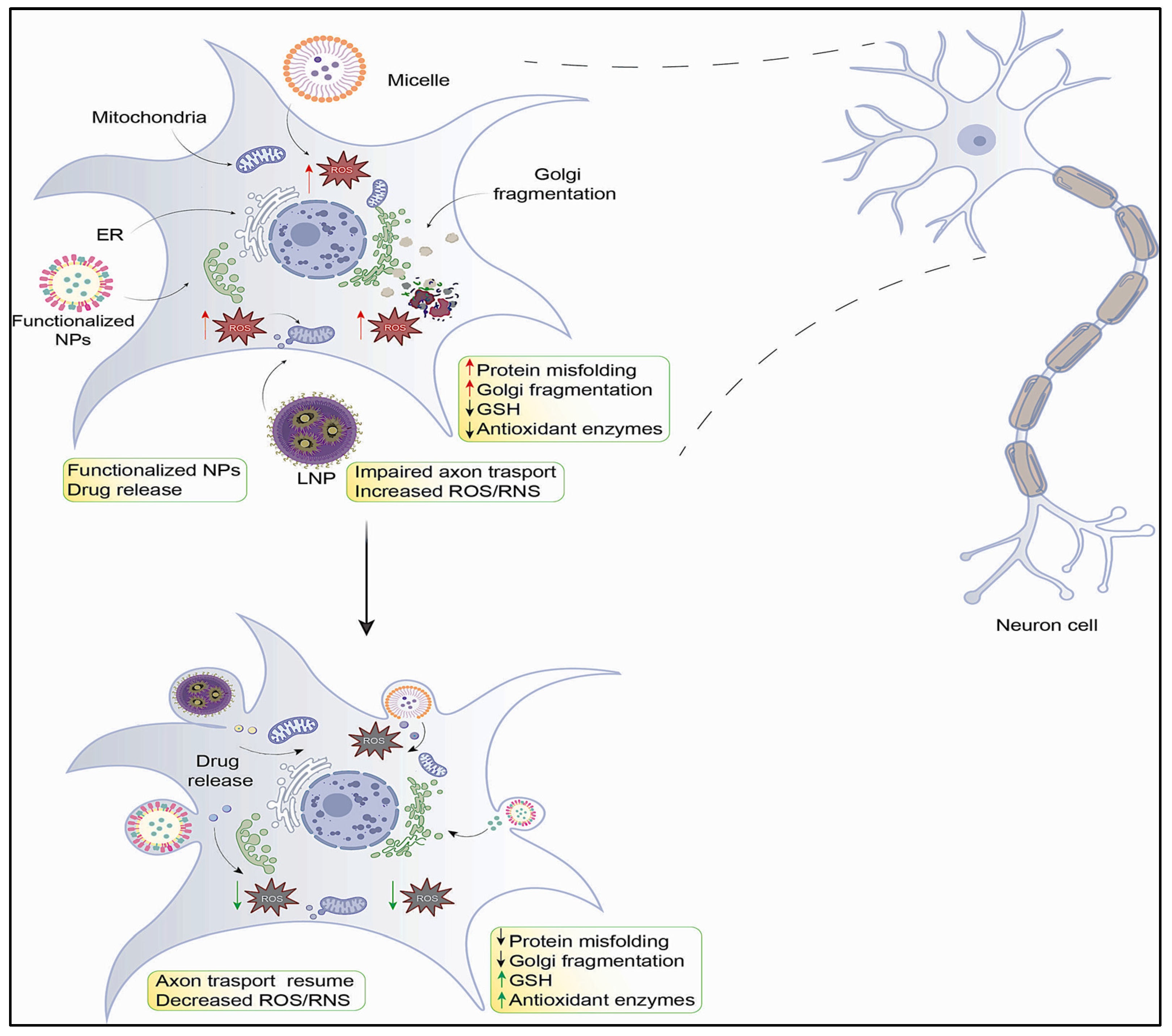 Antioxidants 12 01877 g002