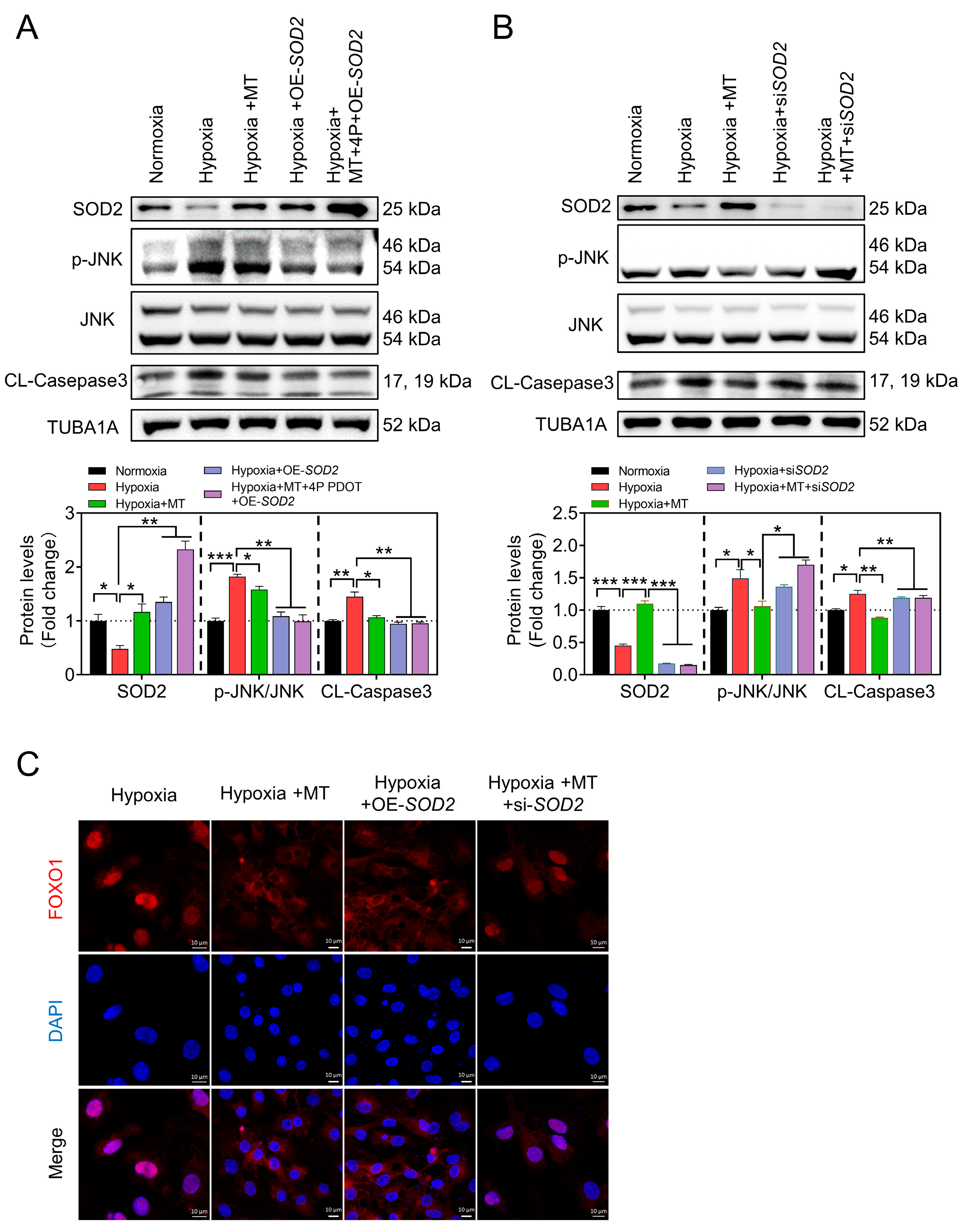 Antioxidants 12 01881 g008