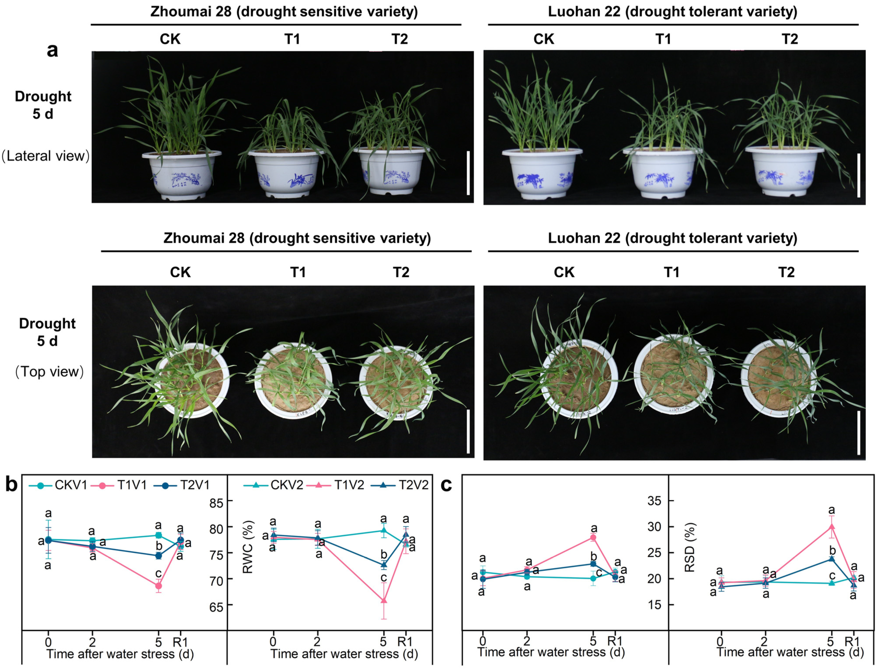 Antioxidants 12 01884 g001