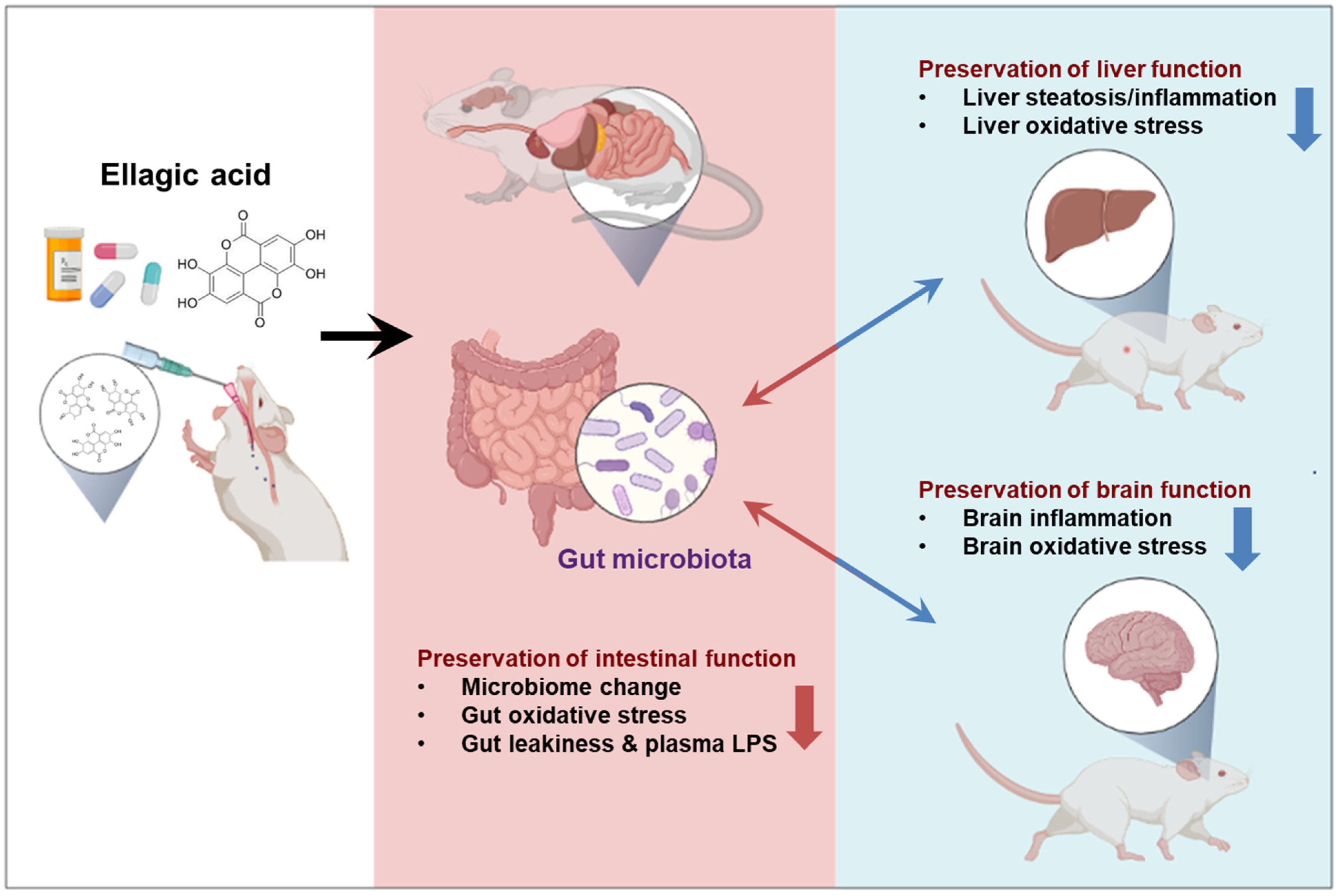 Antioxidants 12 01886 g001
