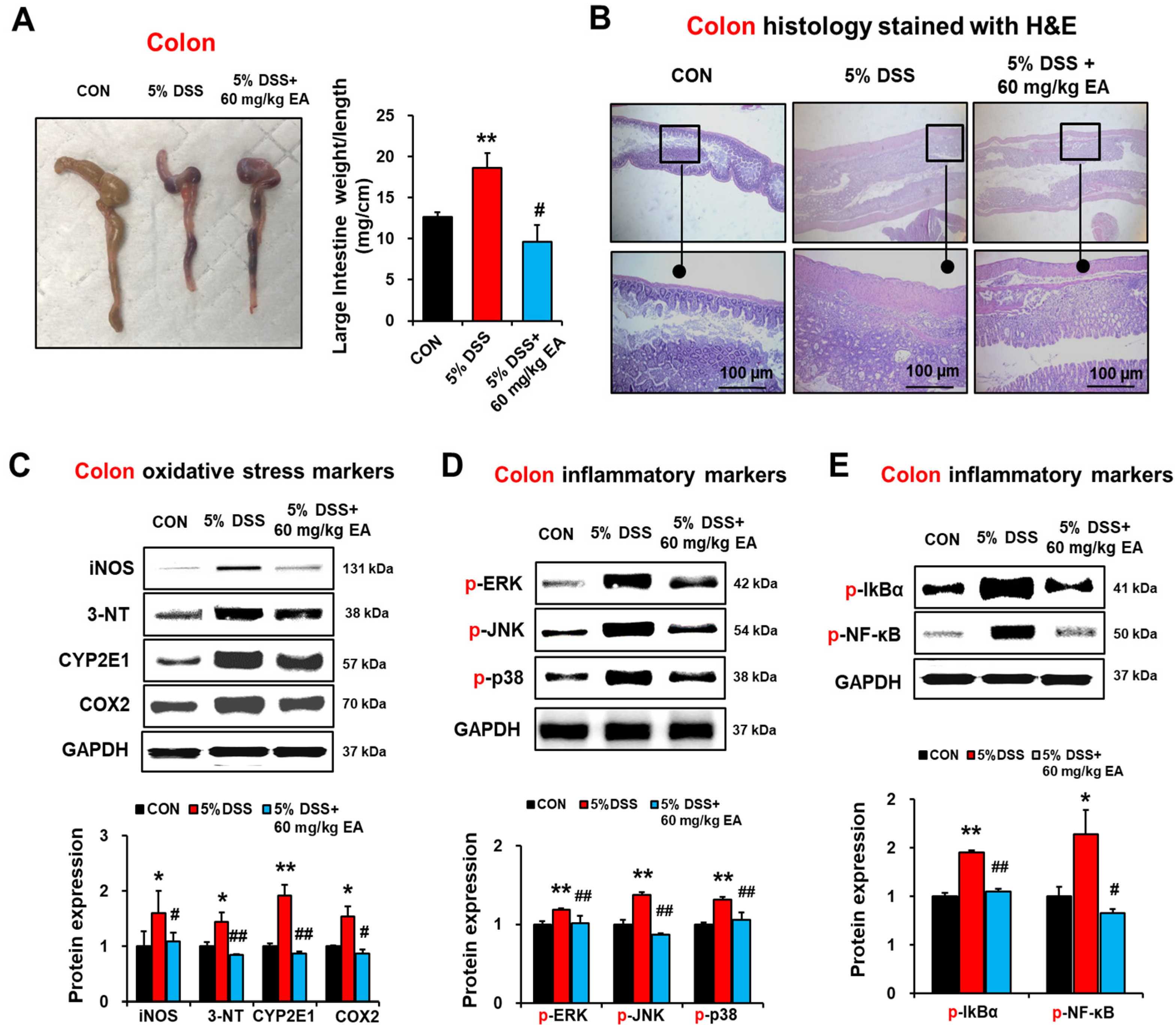 Antioxidants 12 01886 g004