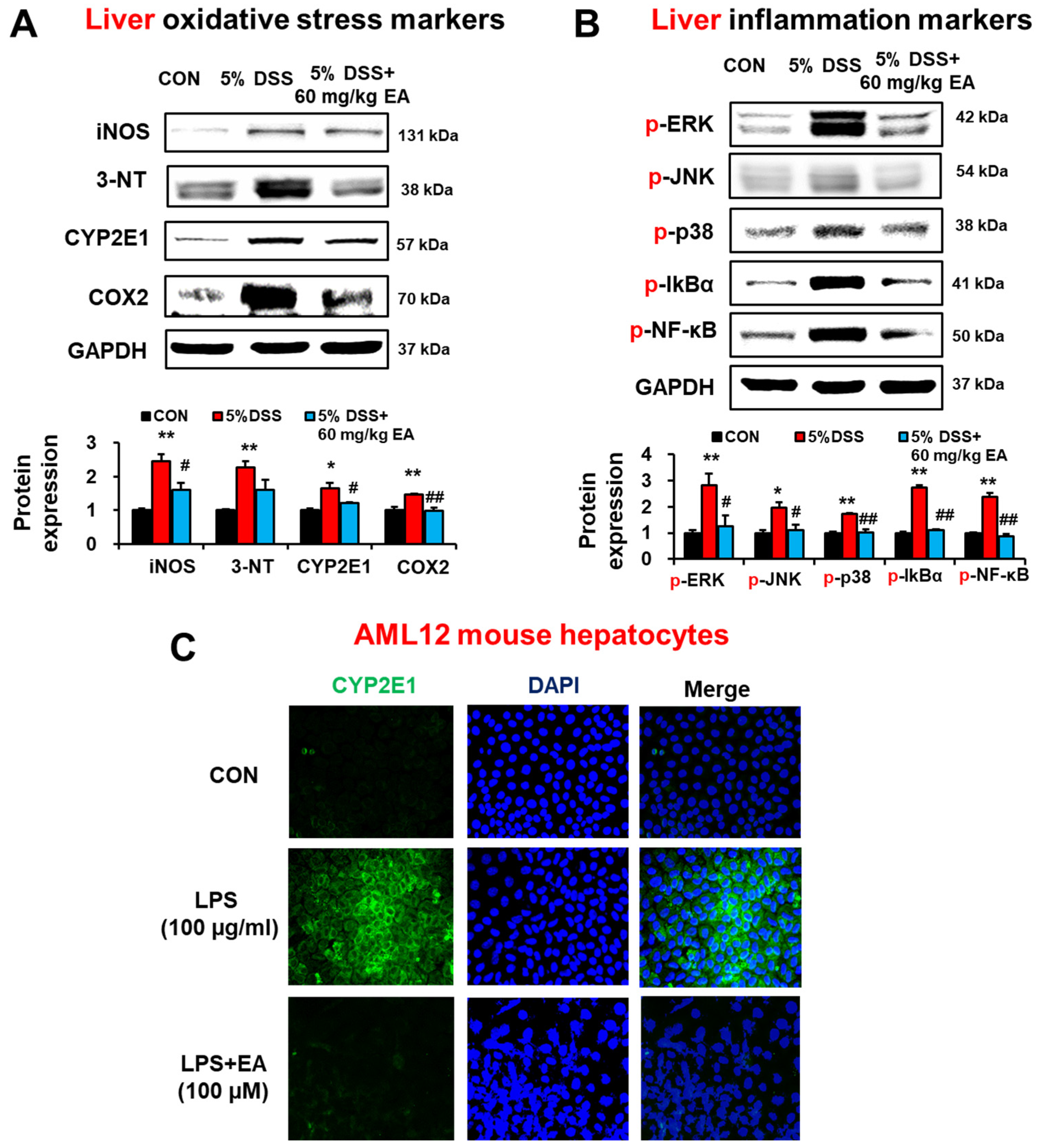 Antioxidants 12 01886 g007