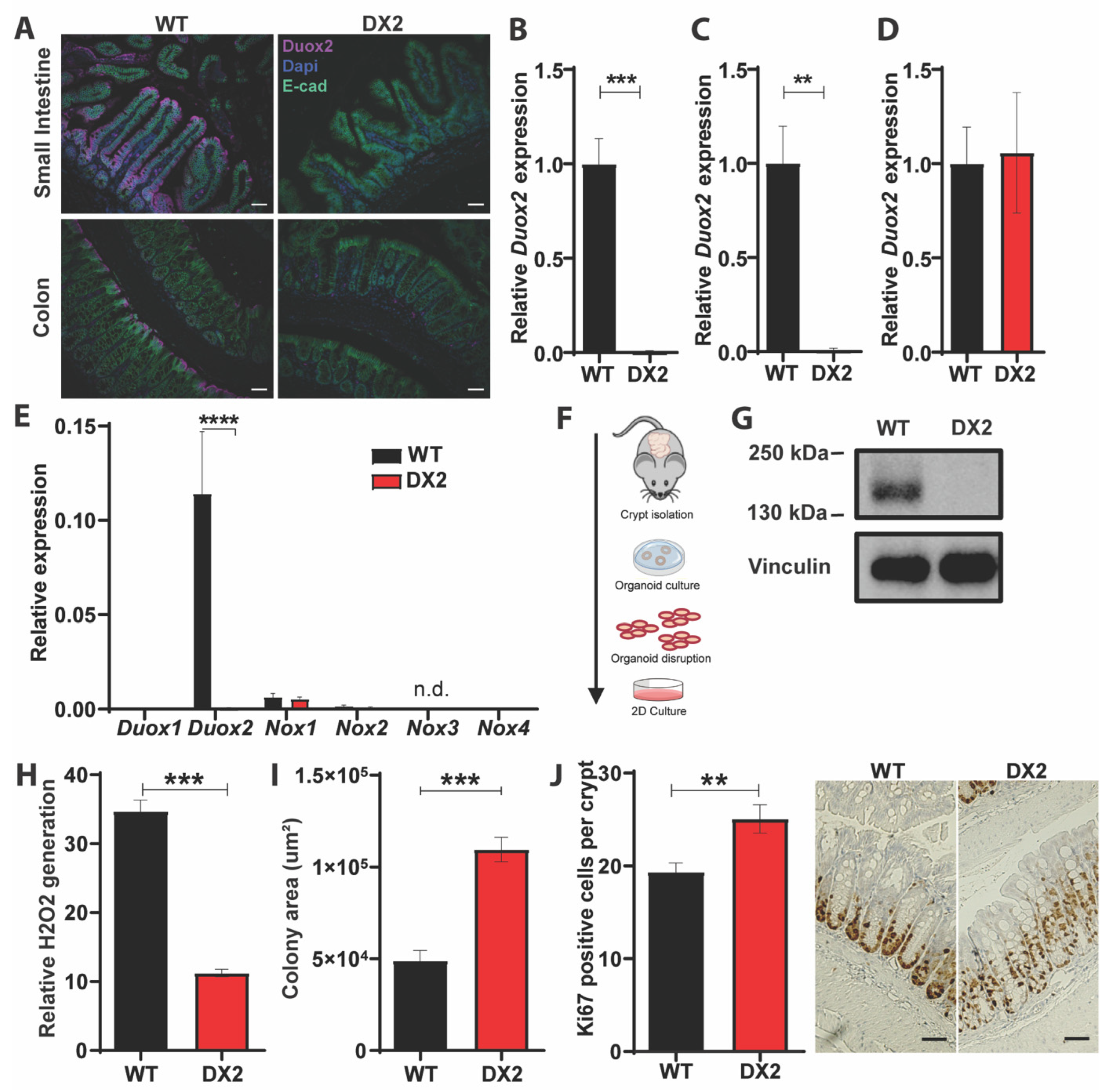 Antioxidants 12 01889 g001