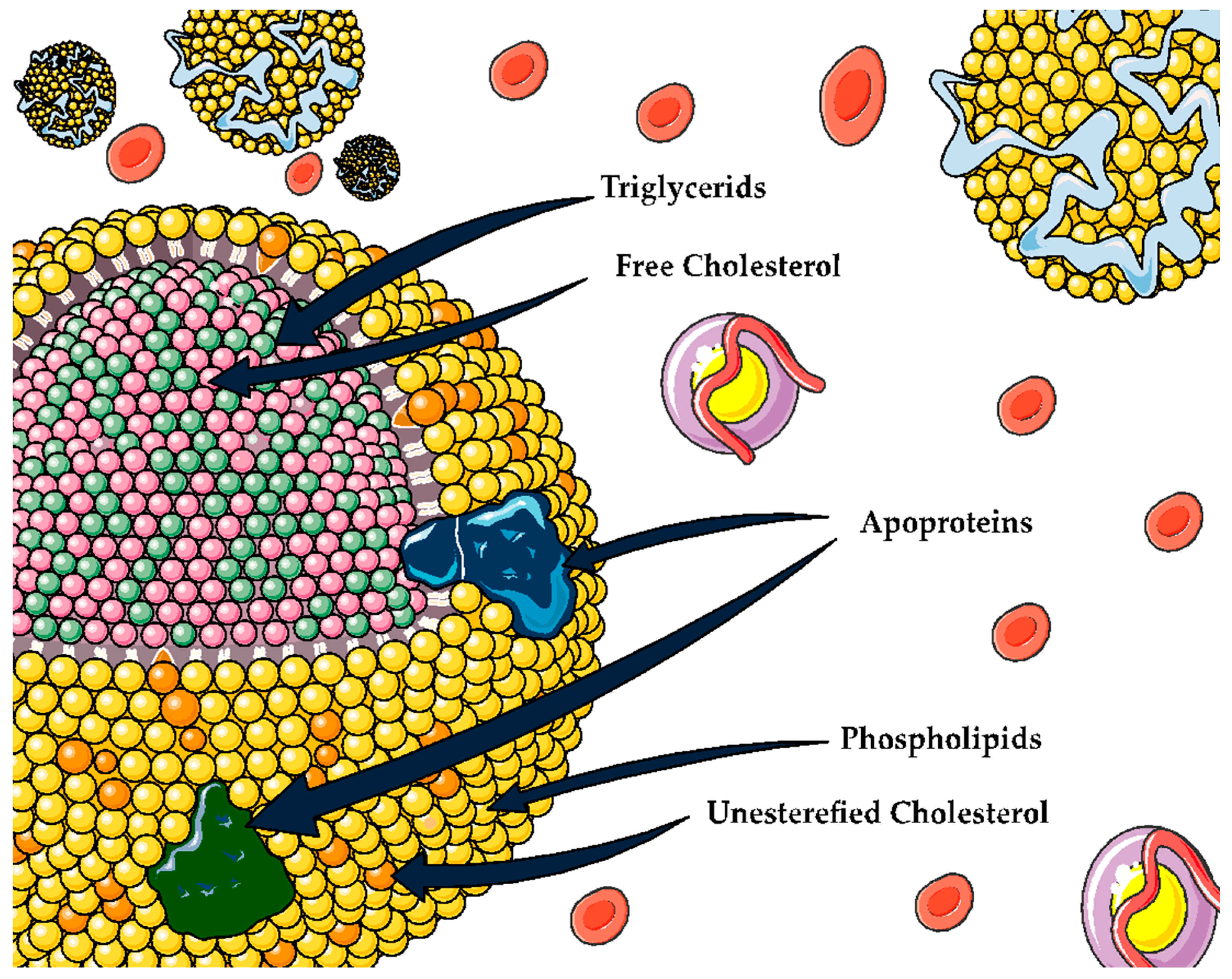 Antioxidants 12 01894 g002 Antioxidants 12 01894 g002