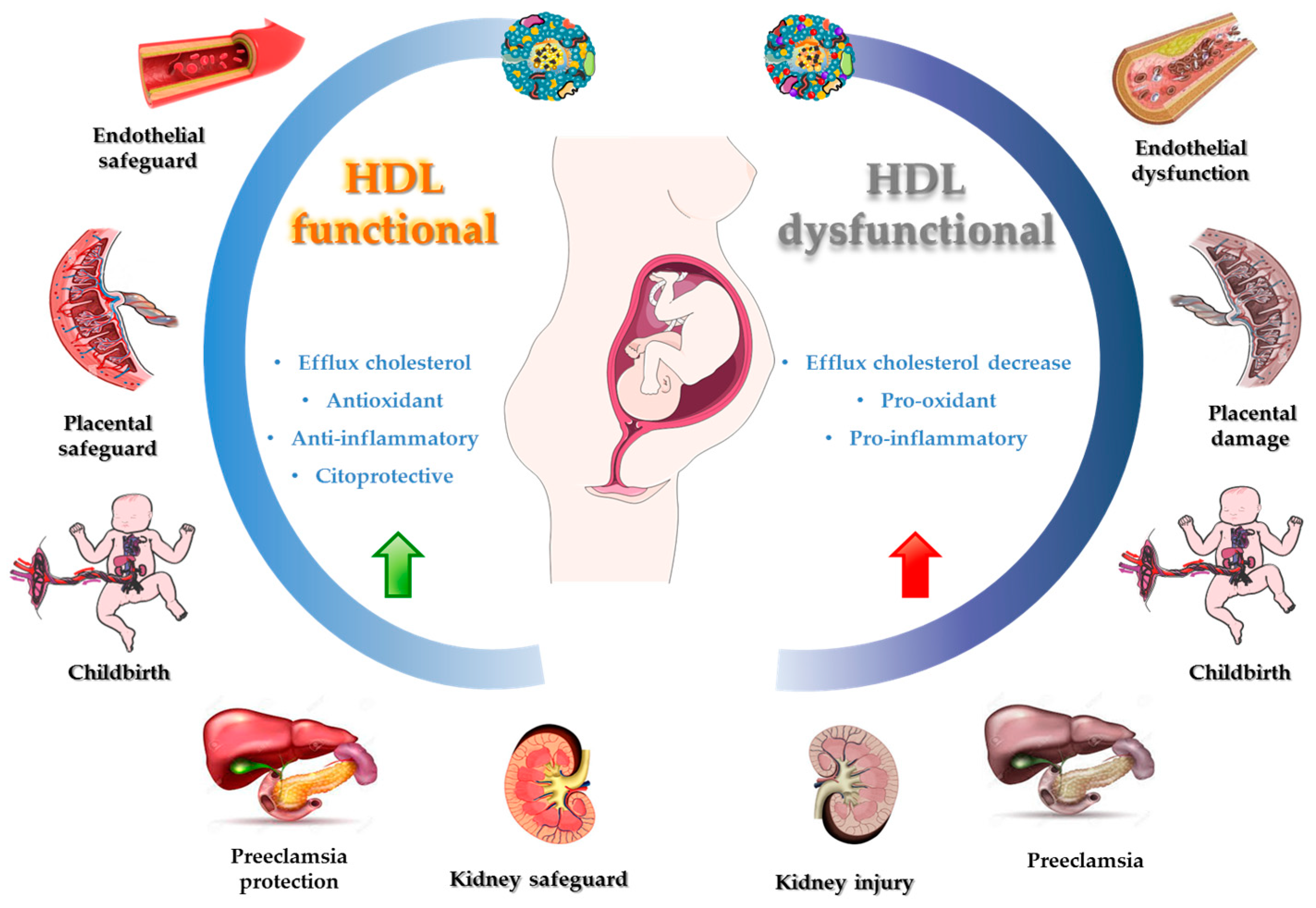 Antioxidants 12 01894 g003 Antioxidants 12 01894 g003