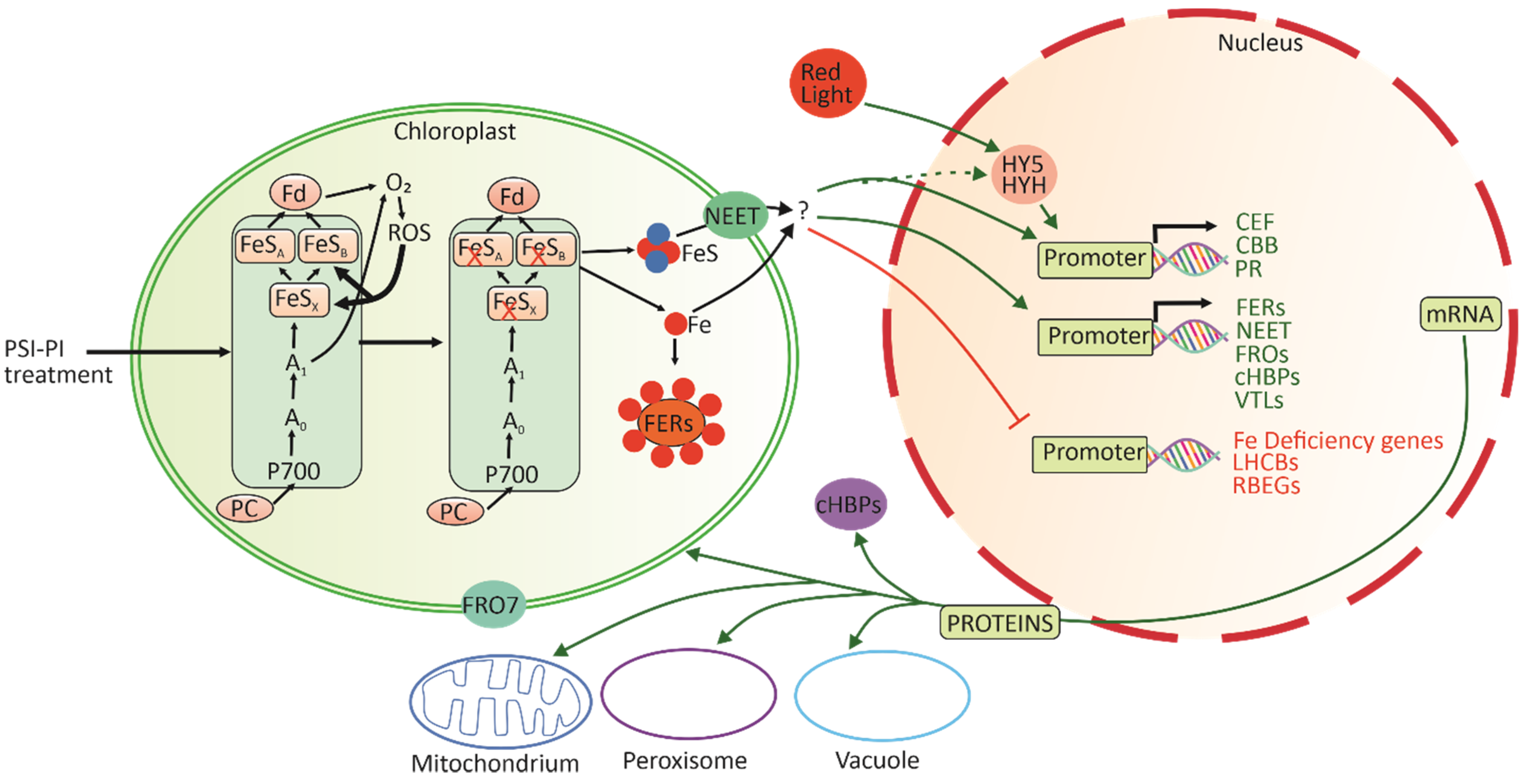 Antioxidants 12 01902 g008