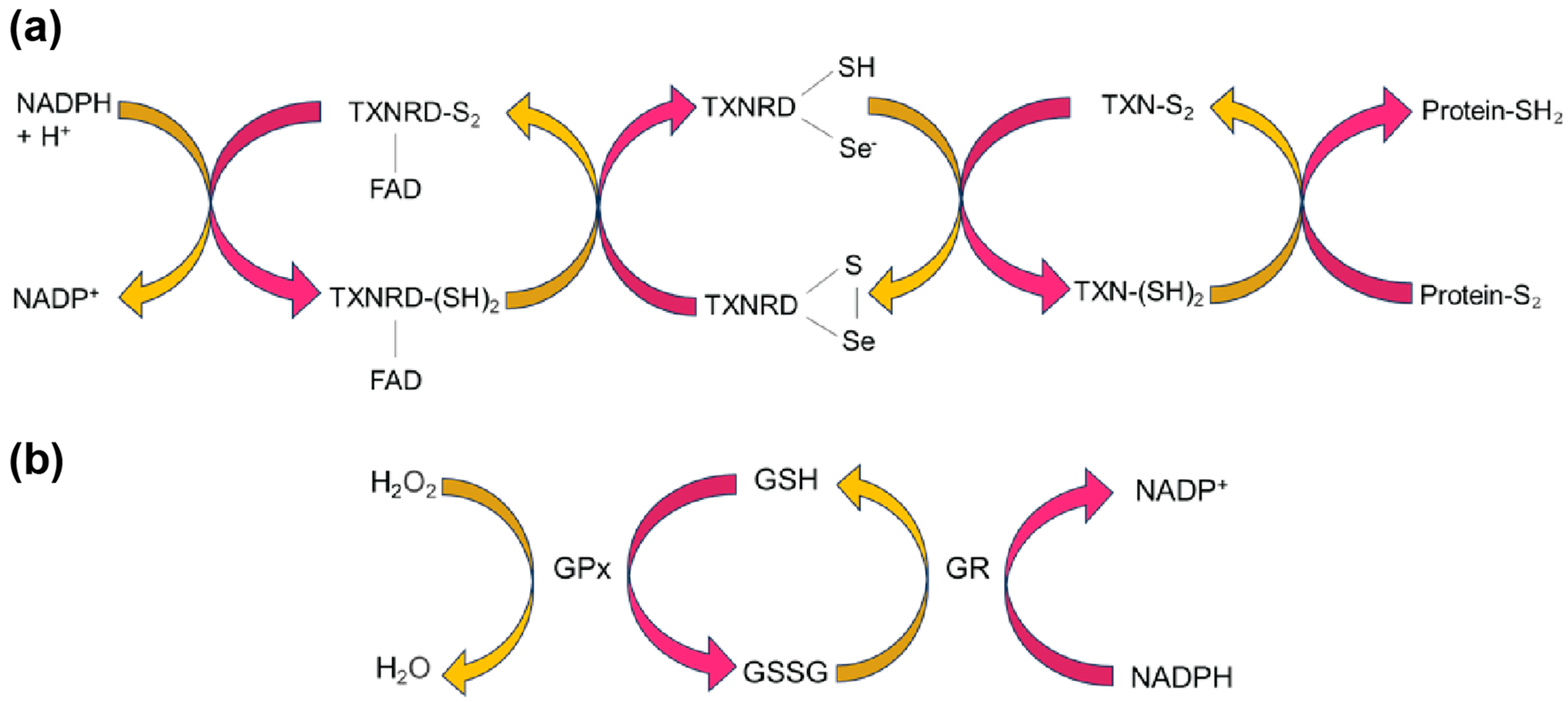 Antioxidants 12 01906 g002