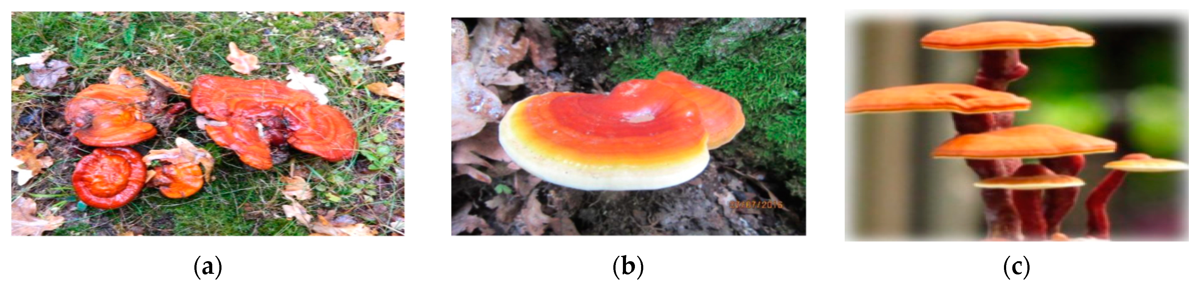 Antioxidants 12 01907 g001