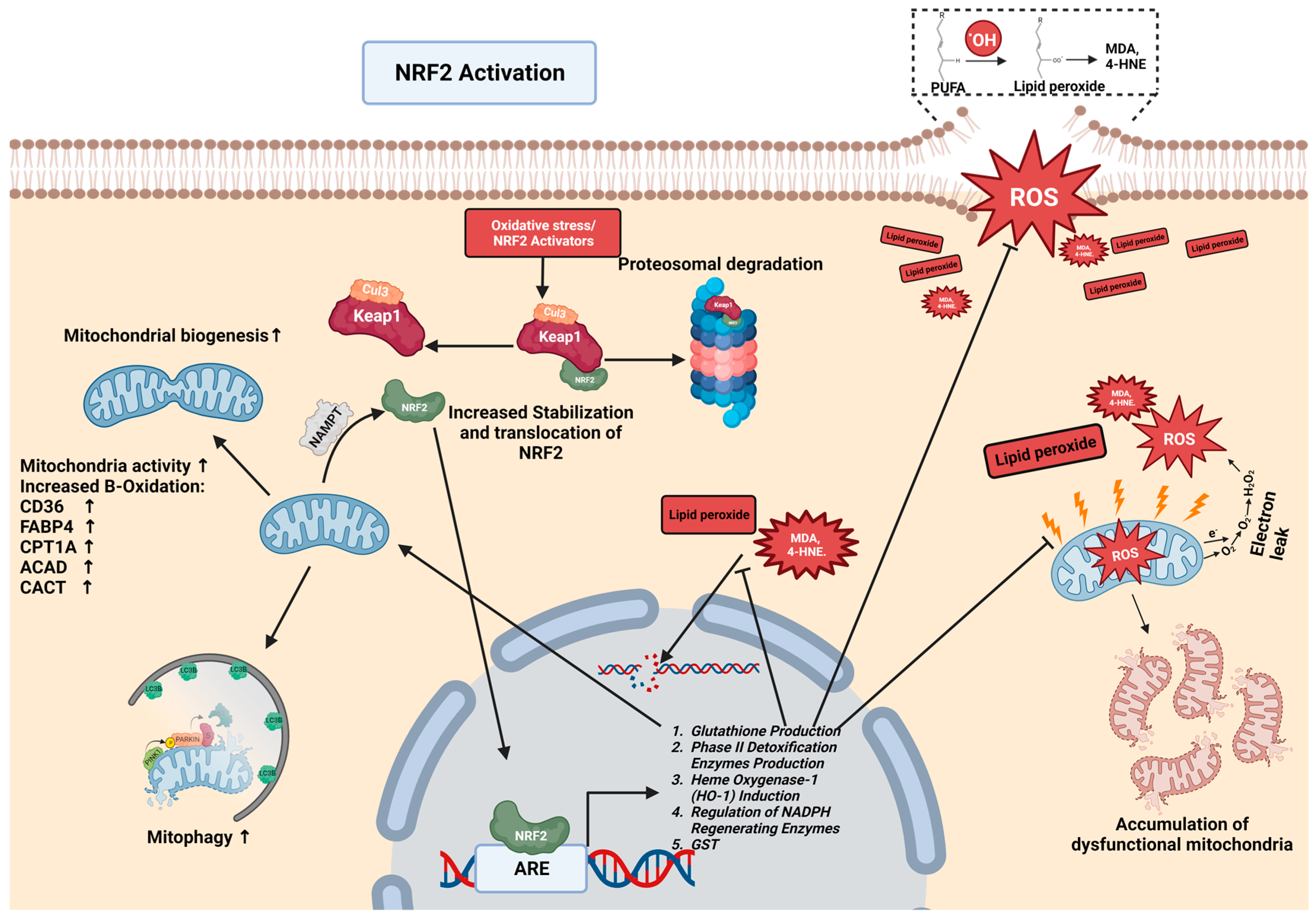 Antioxidants 12 01928 g001