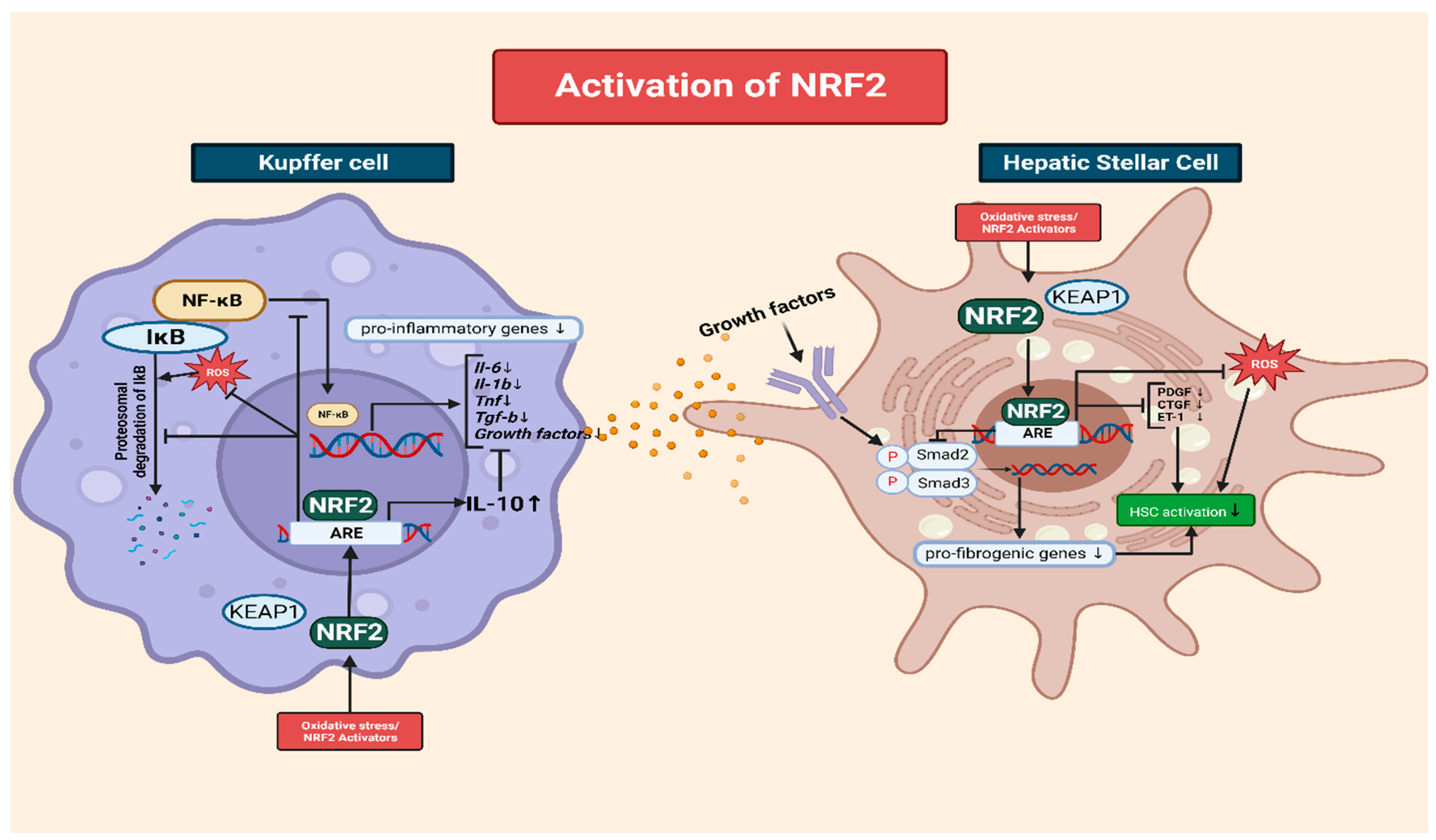 Antioxidants 12 01928 g002