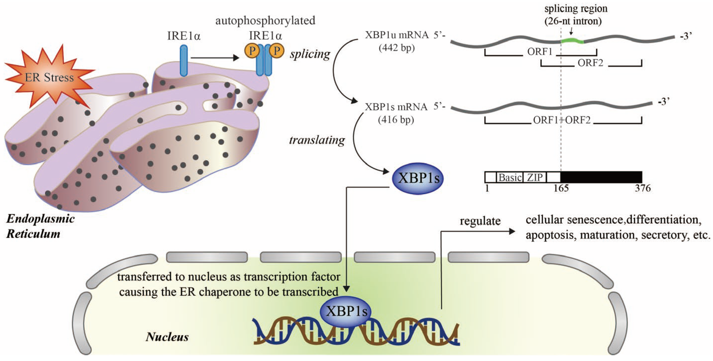 Antioxidants 12 01933 g002