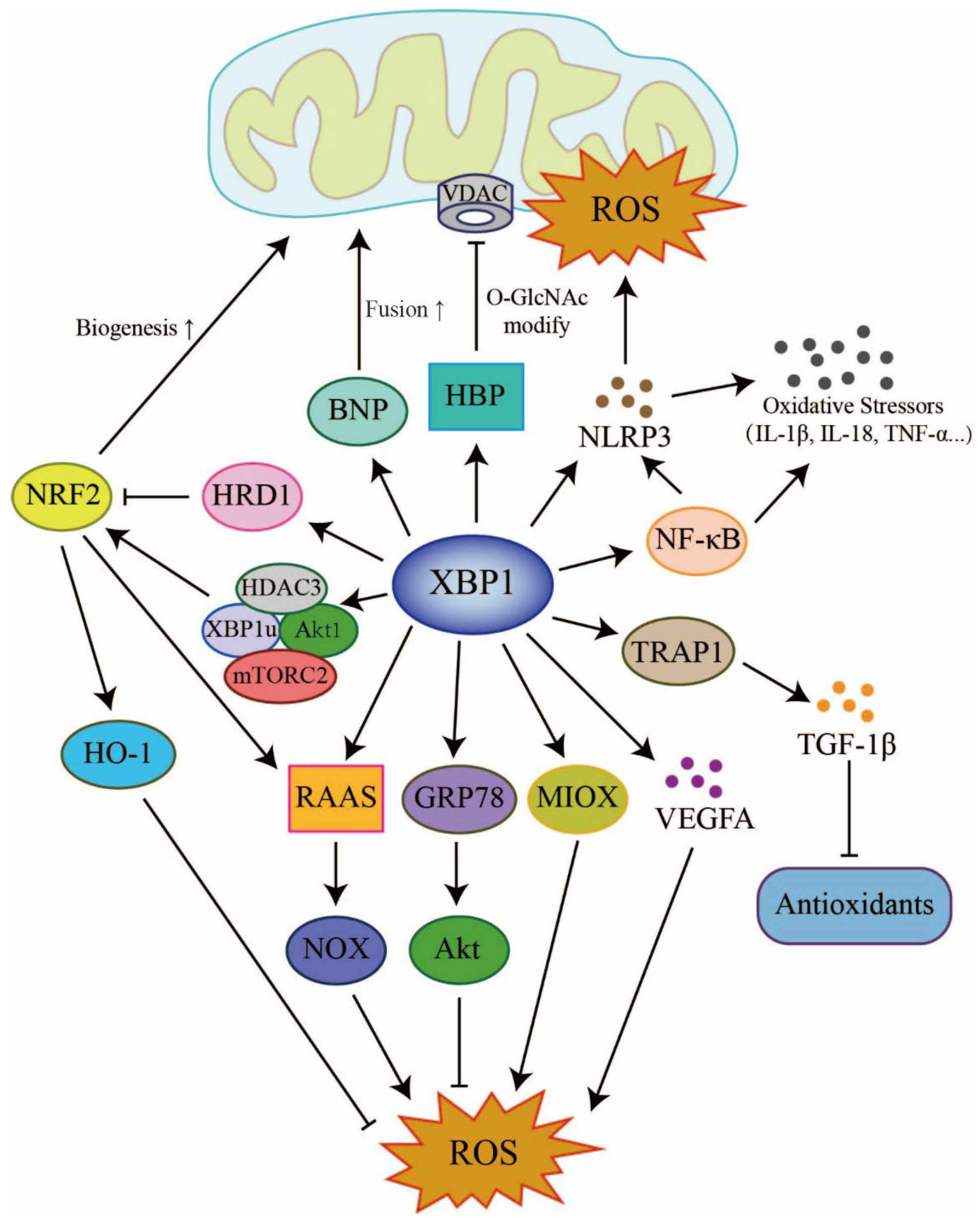 Antioxidants 12 01933 g004