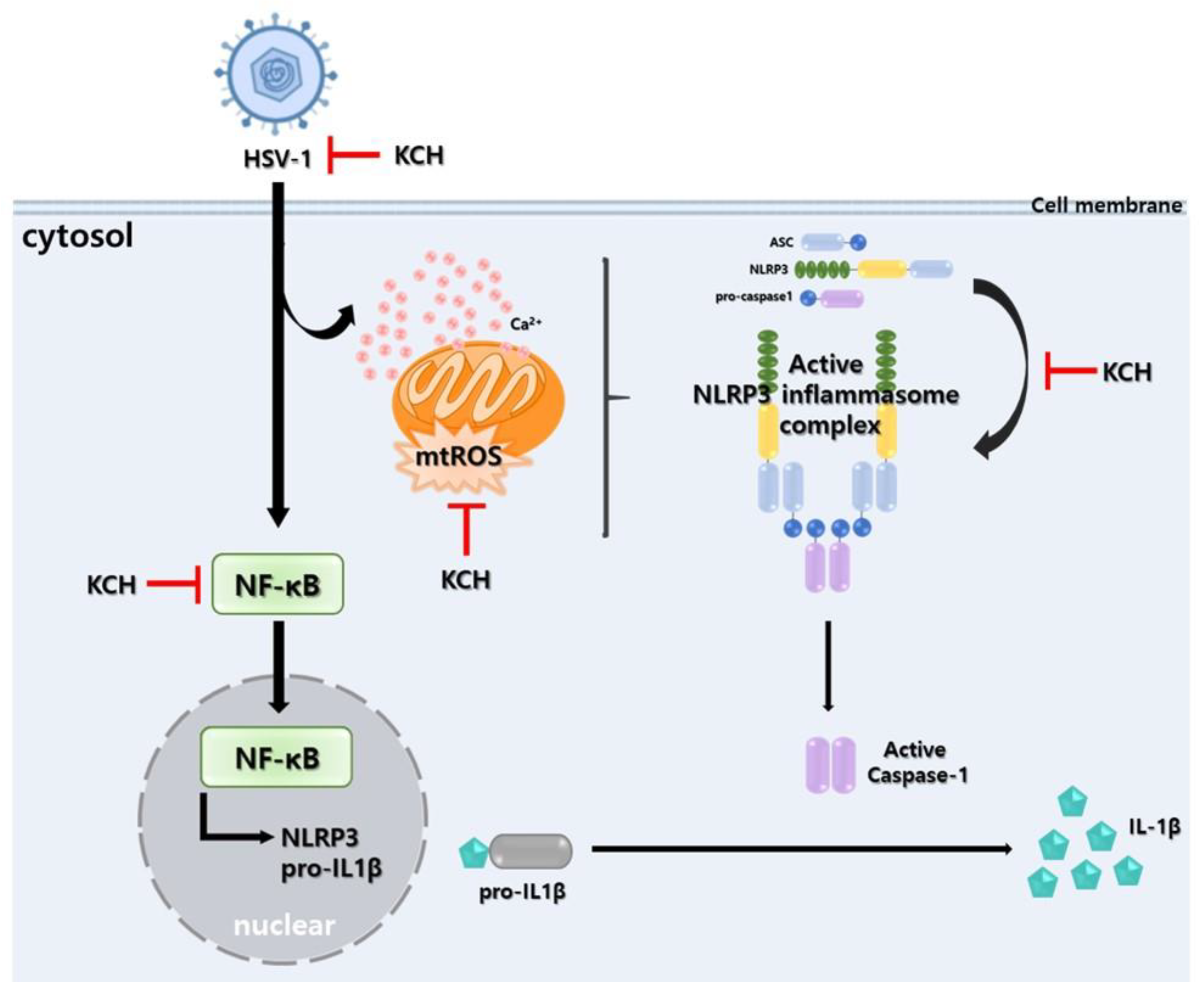 Antioxidants 12 01935 g008