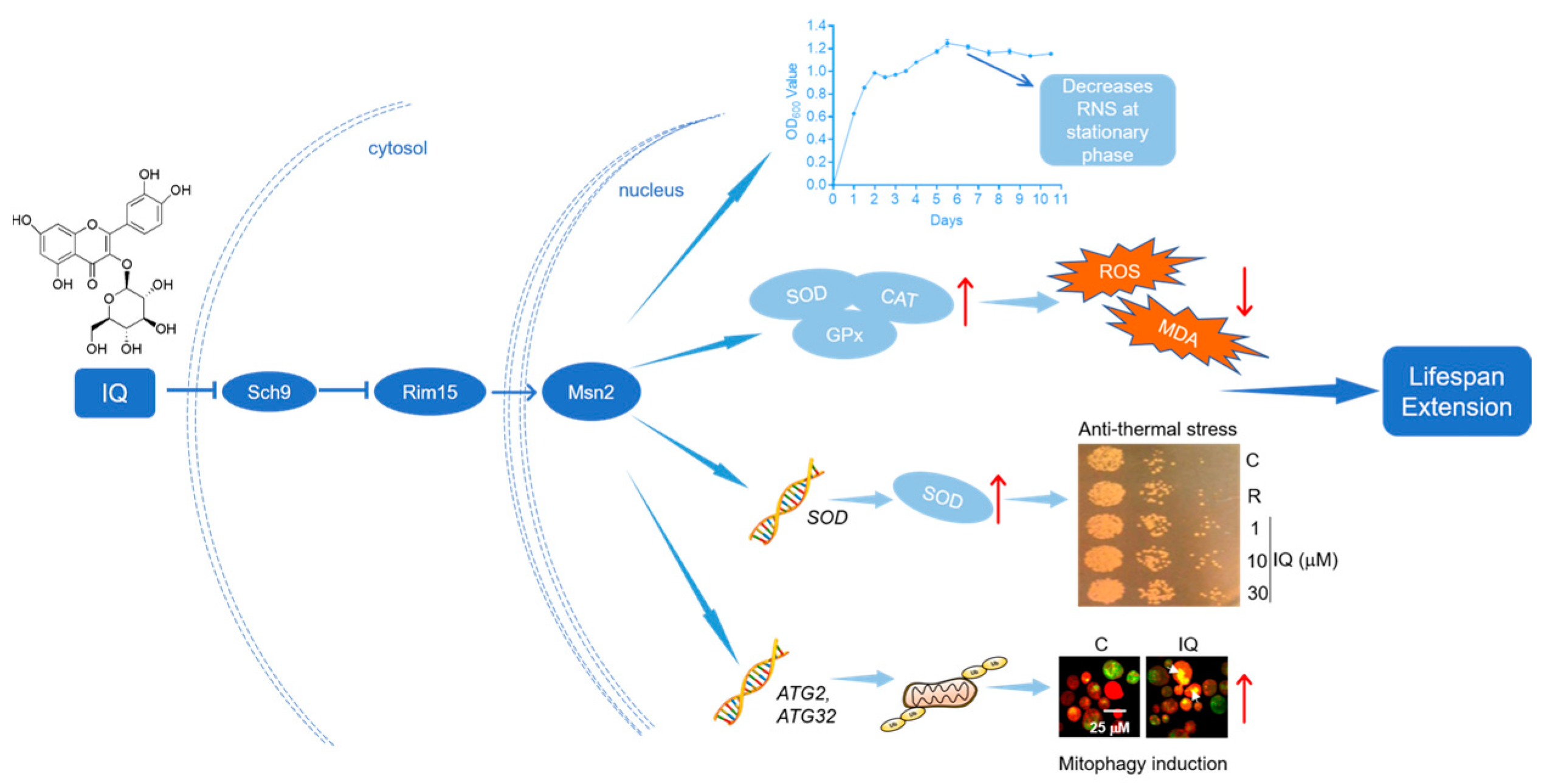 Antioxidants 12 01939 g009
