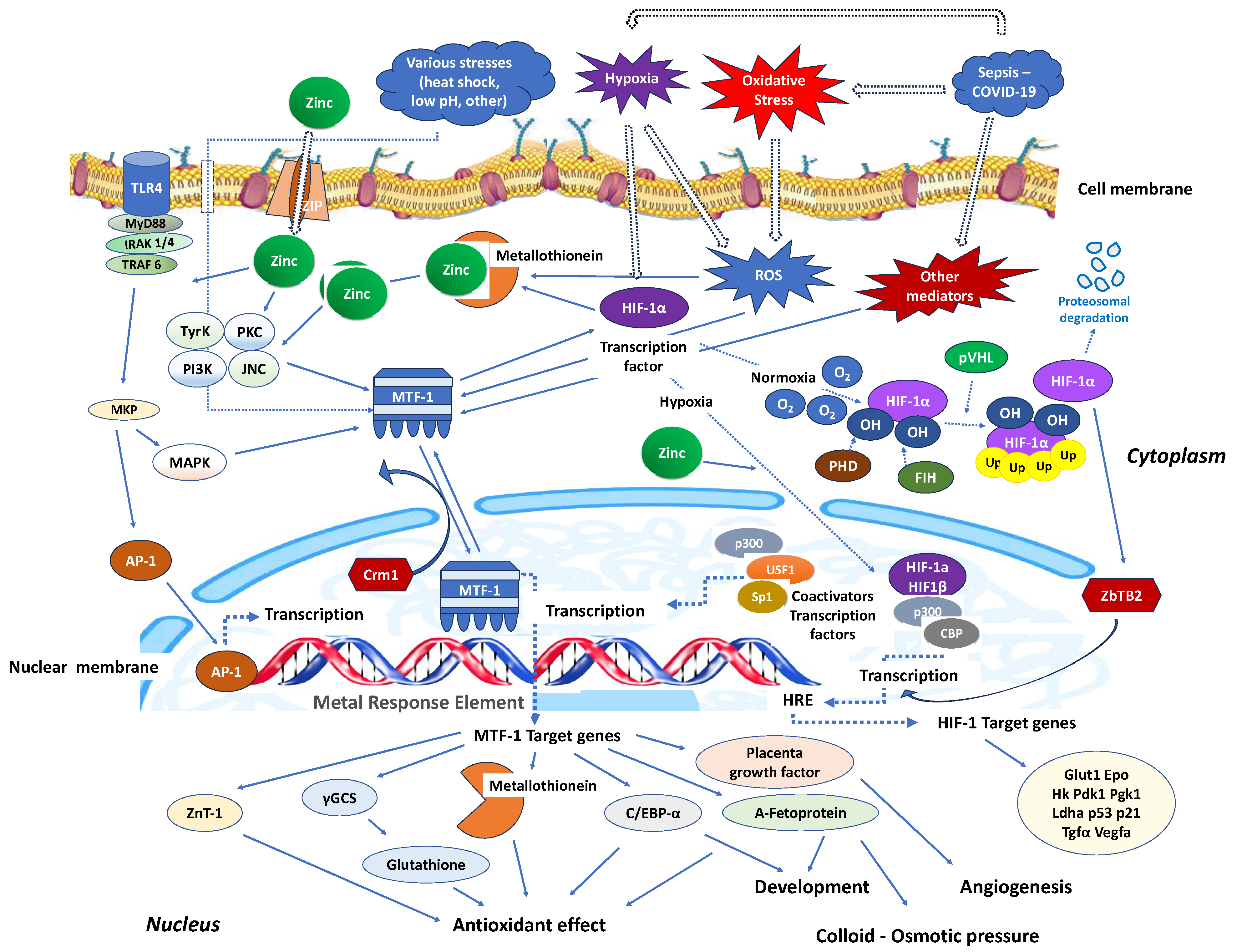 Antioxidants 12 01942 g002