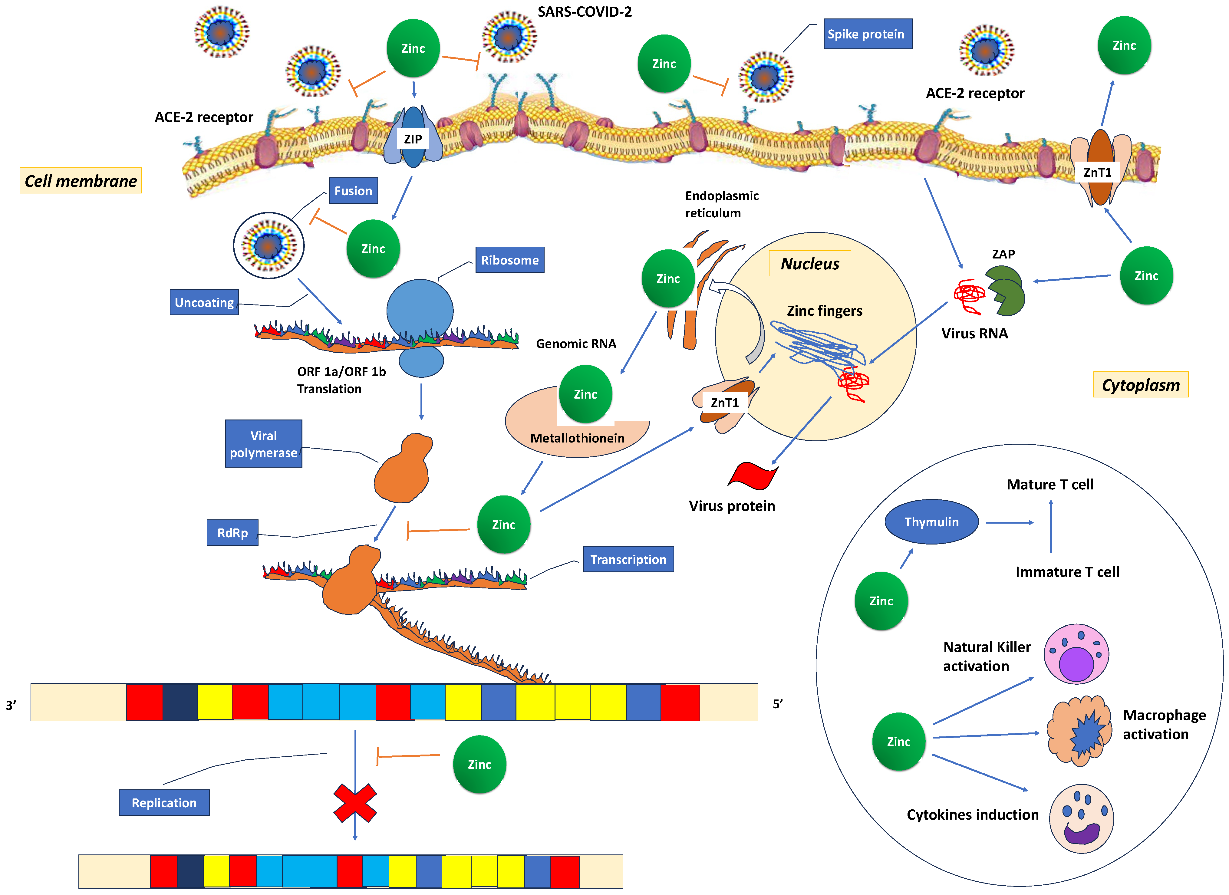 Antioxidants 12 01942 g004