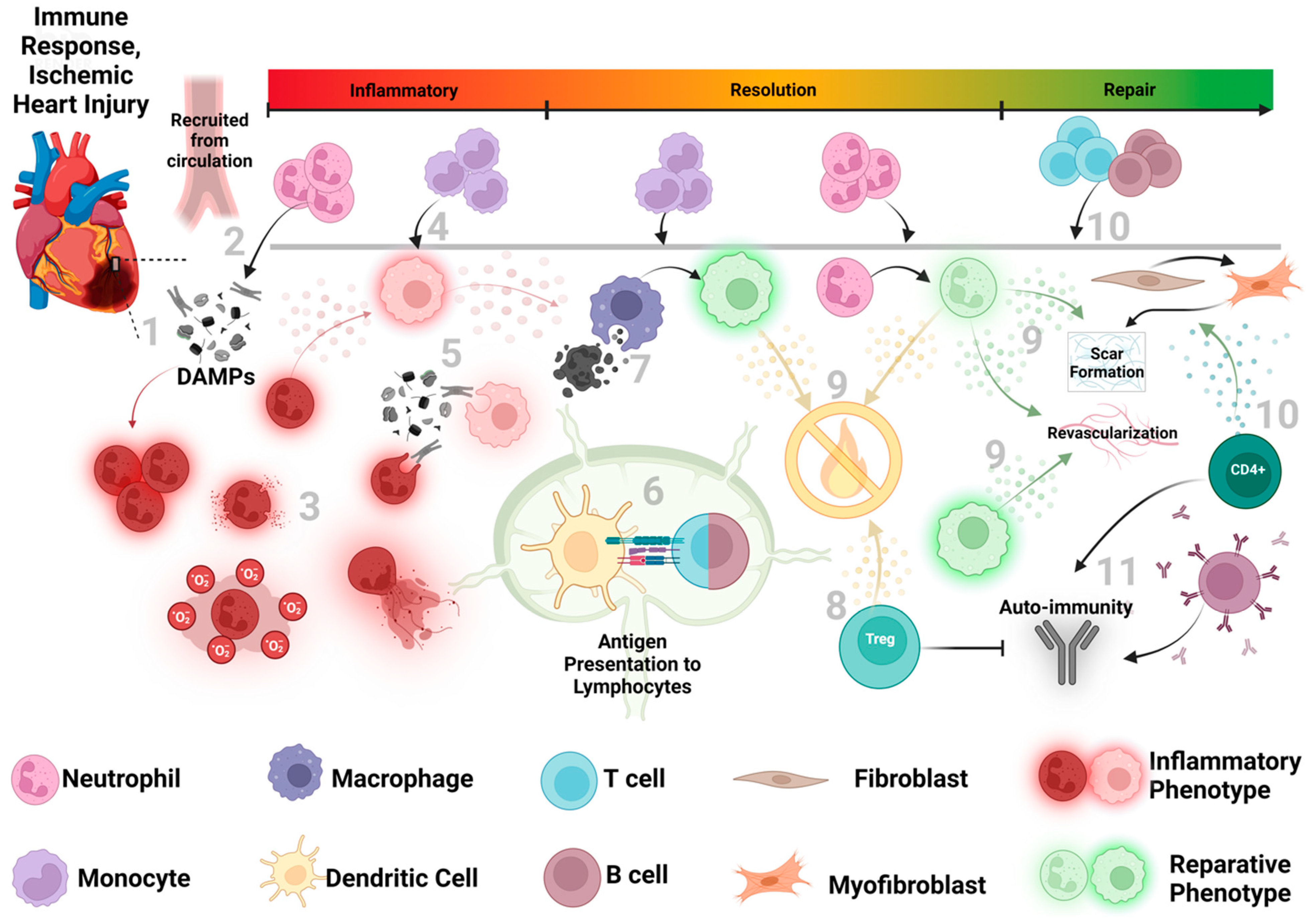 Antioxidants 12 01944 g001