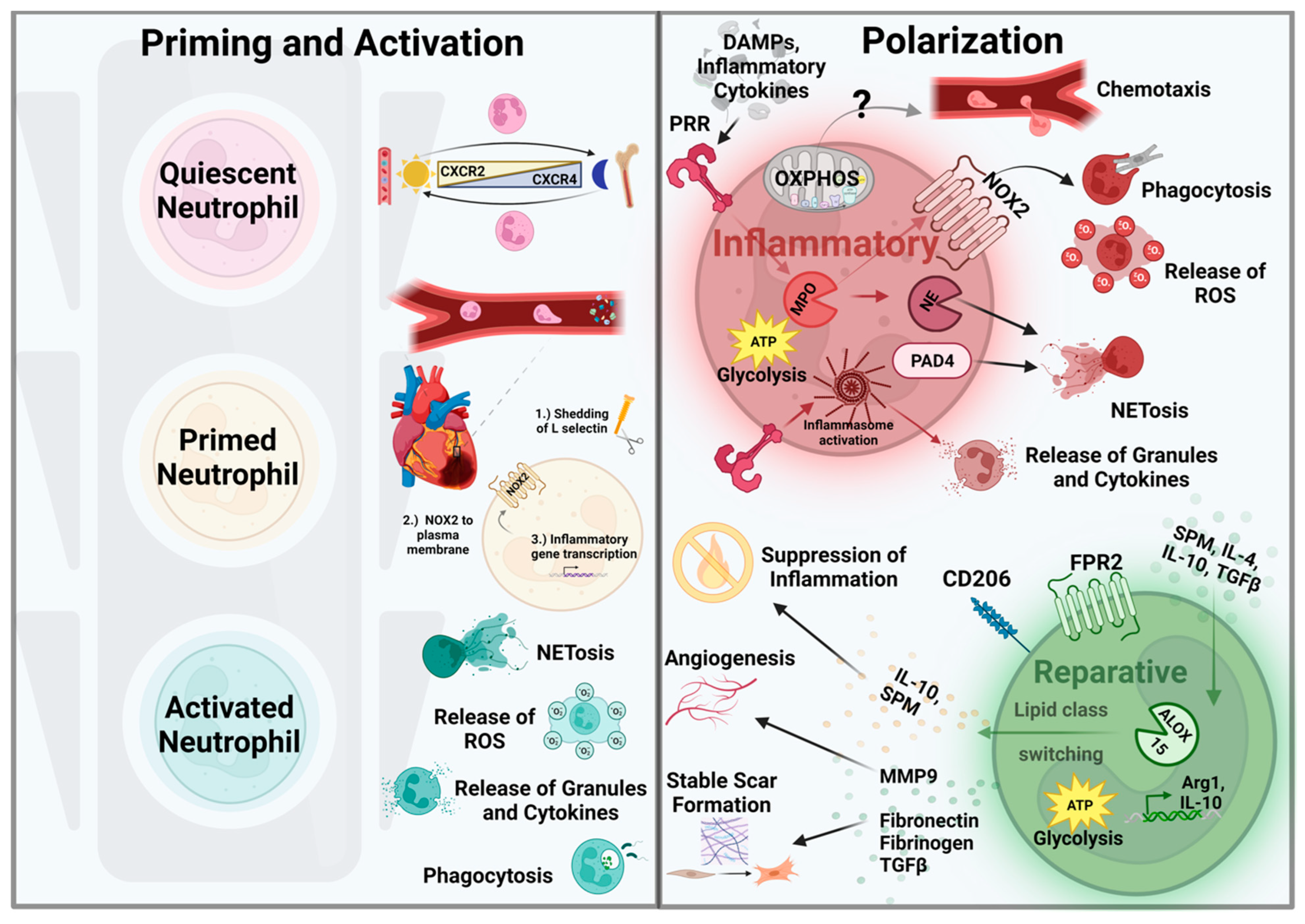 Antioxidants 12 01944 g002