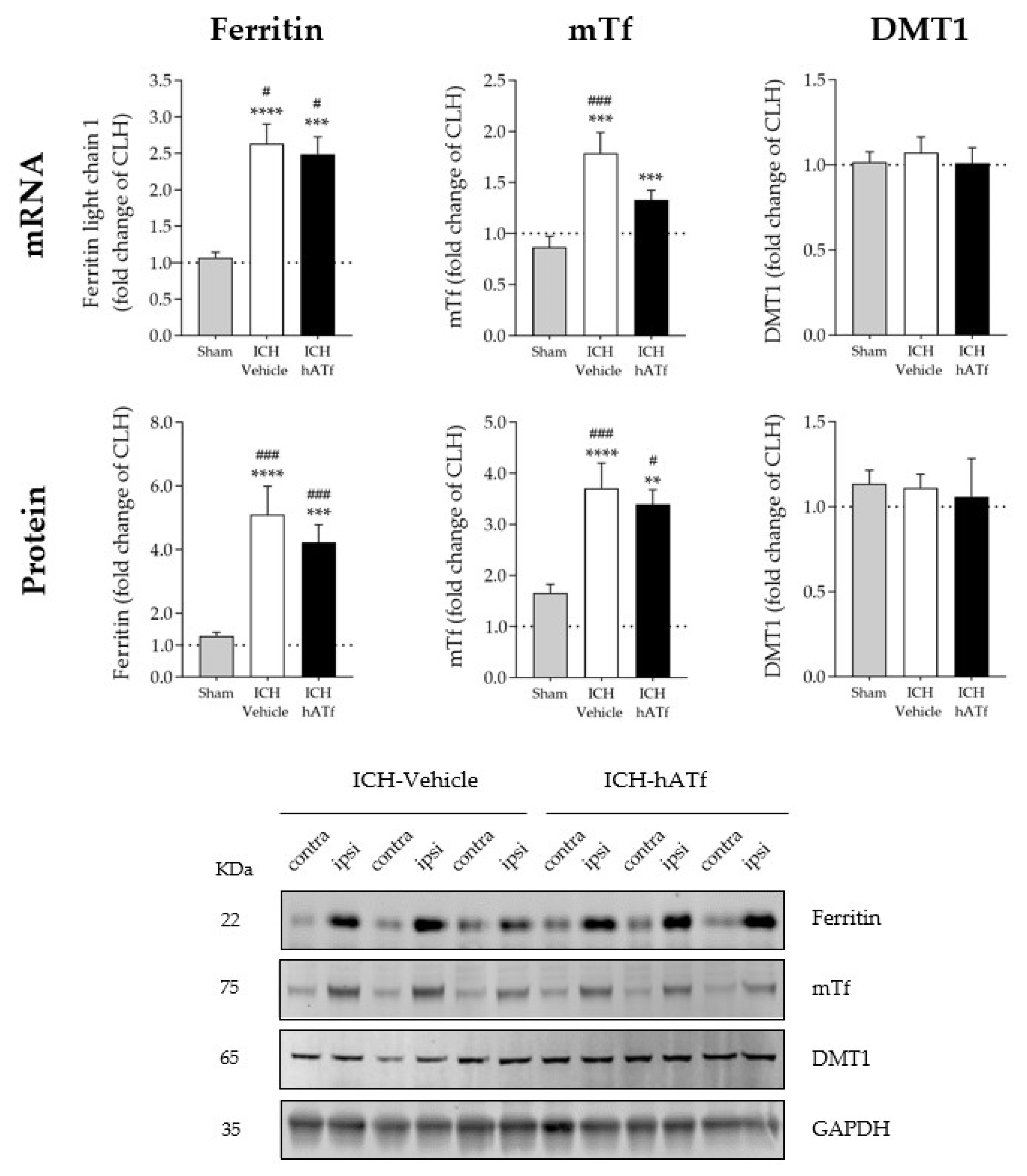 Antioxidants 12 01945 g005