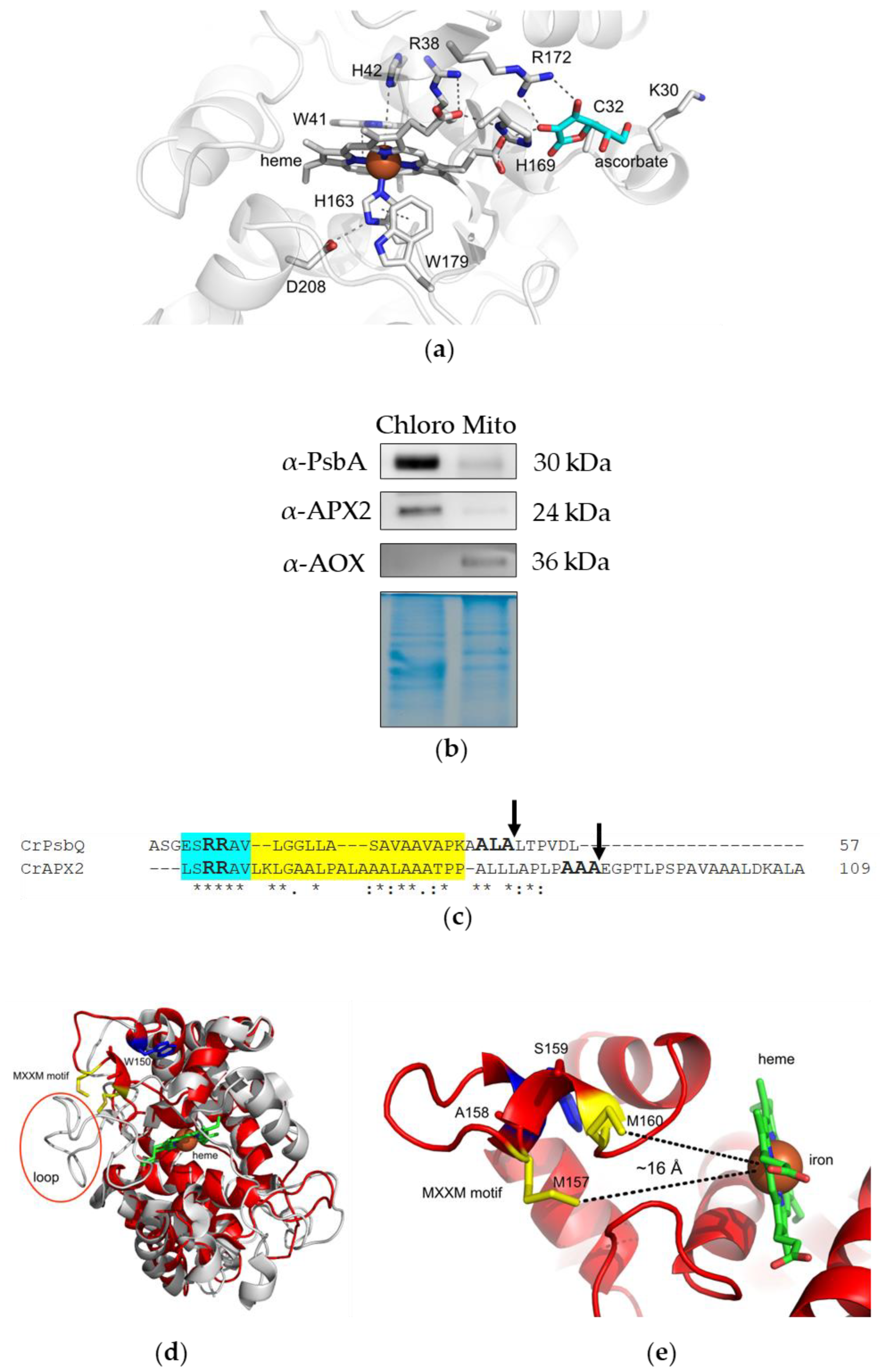 Antioxidants 12 01946 g001 Antioxidants 12 01946 g001