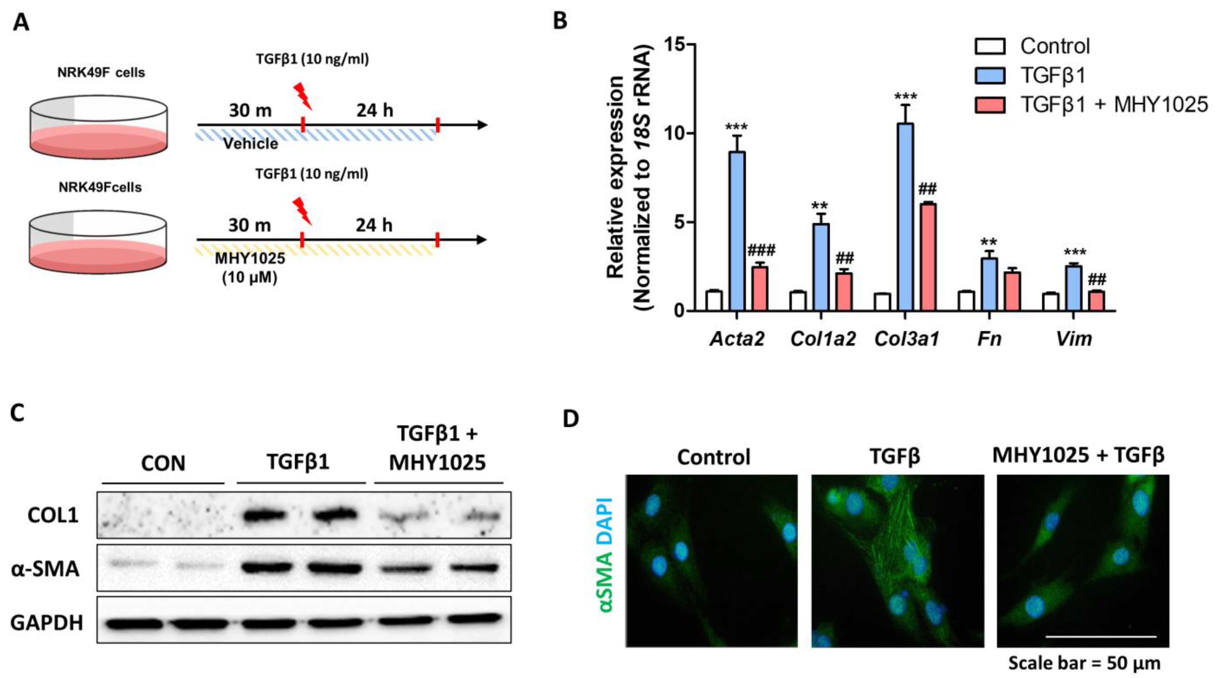 Antioxidants 12 01947 g003 Antioxidants 12 01947 g003