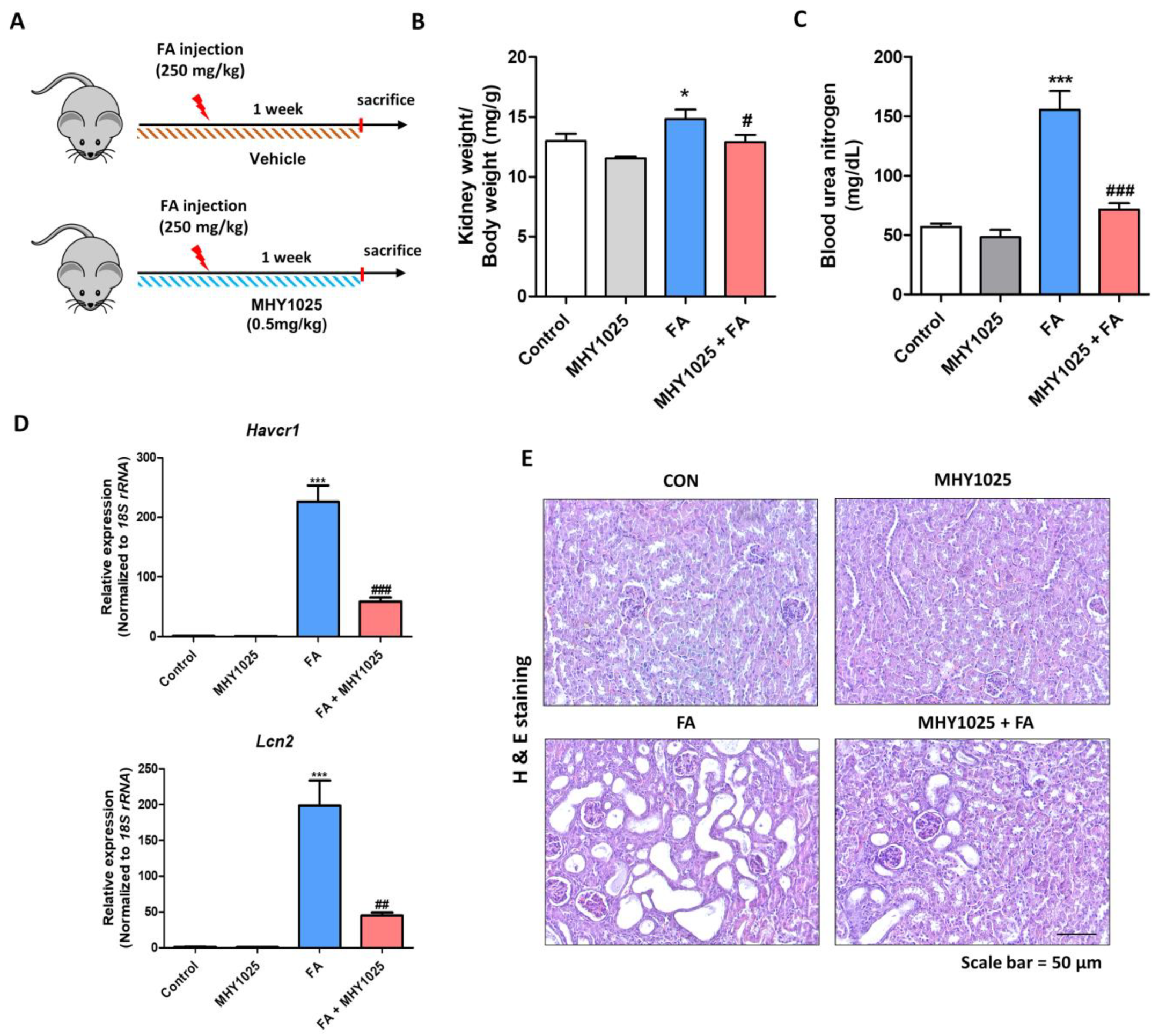 Antioxidants 12 01947 g004 Antioxidants 12 01947 g004