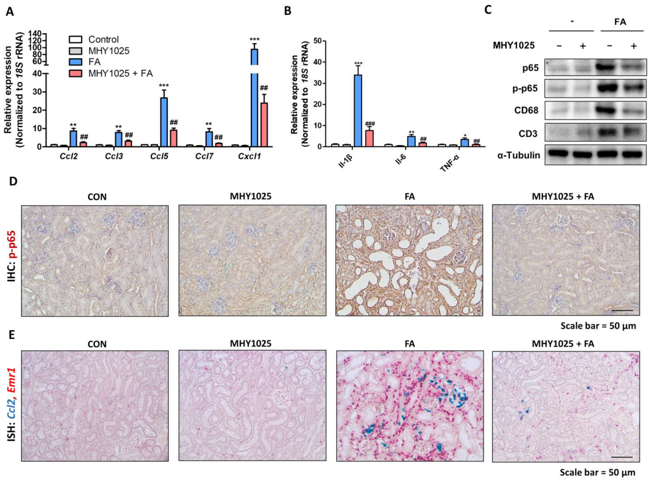 Antioxidants 12 01947 g005 Antioxidants 12 01947 g005