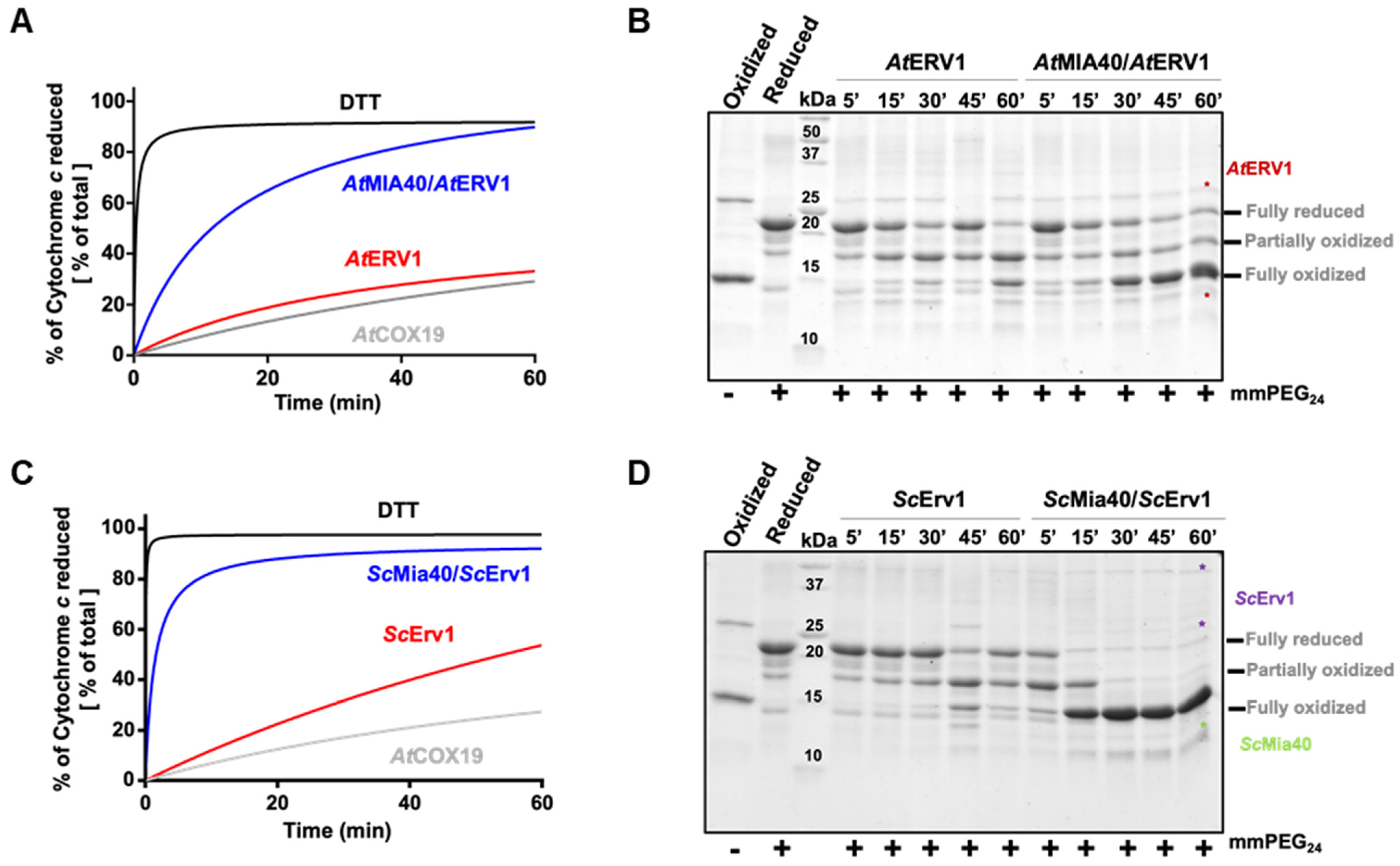 Antioxidants 12 01949 g001