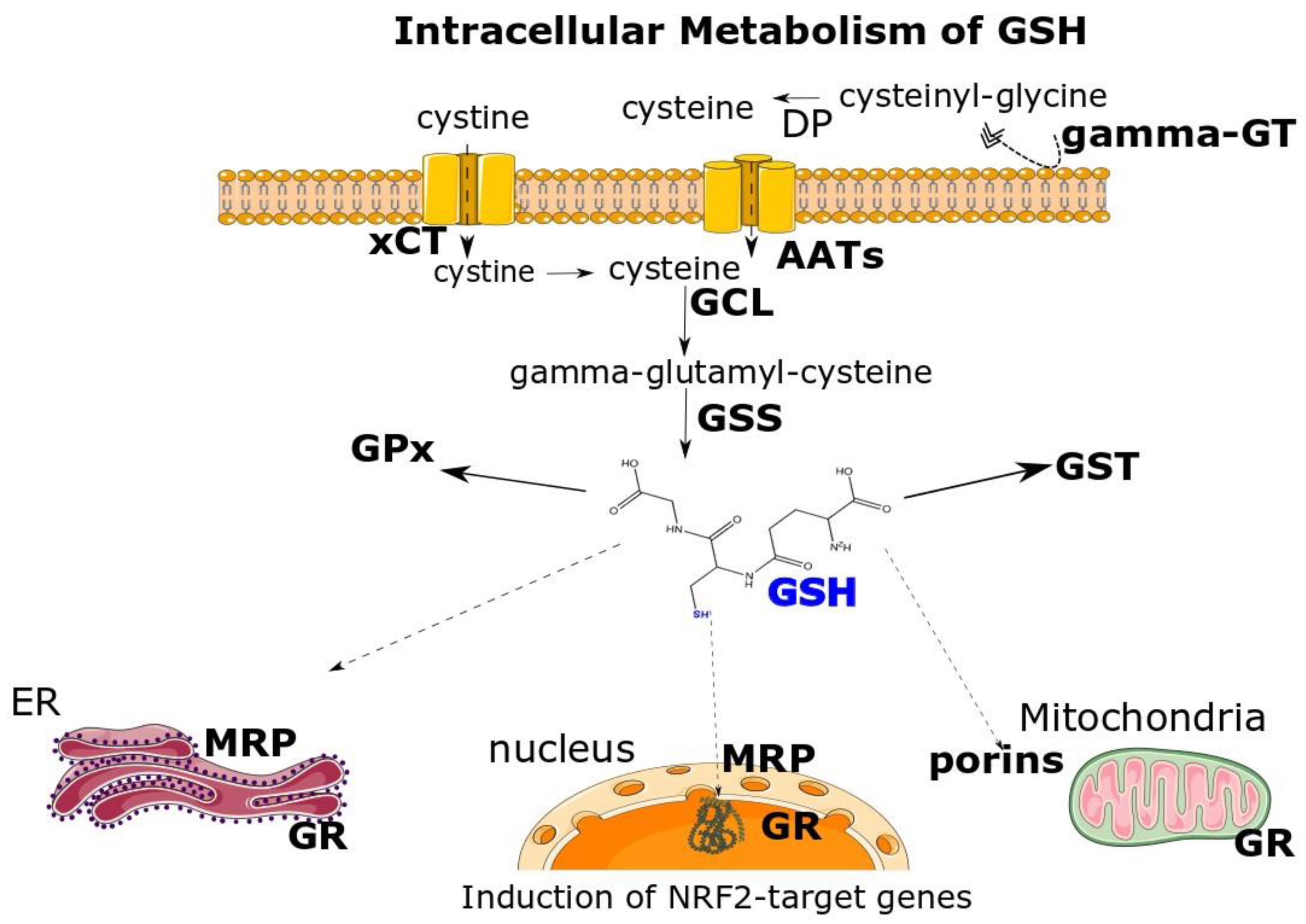 Antioxidants 12 01953 g001 Antioxidants 12 01953 g001