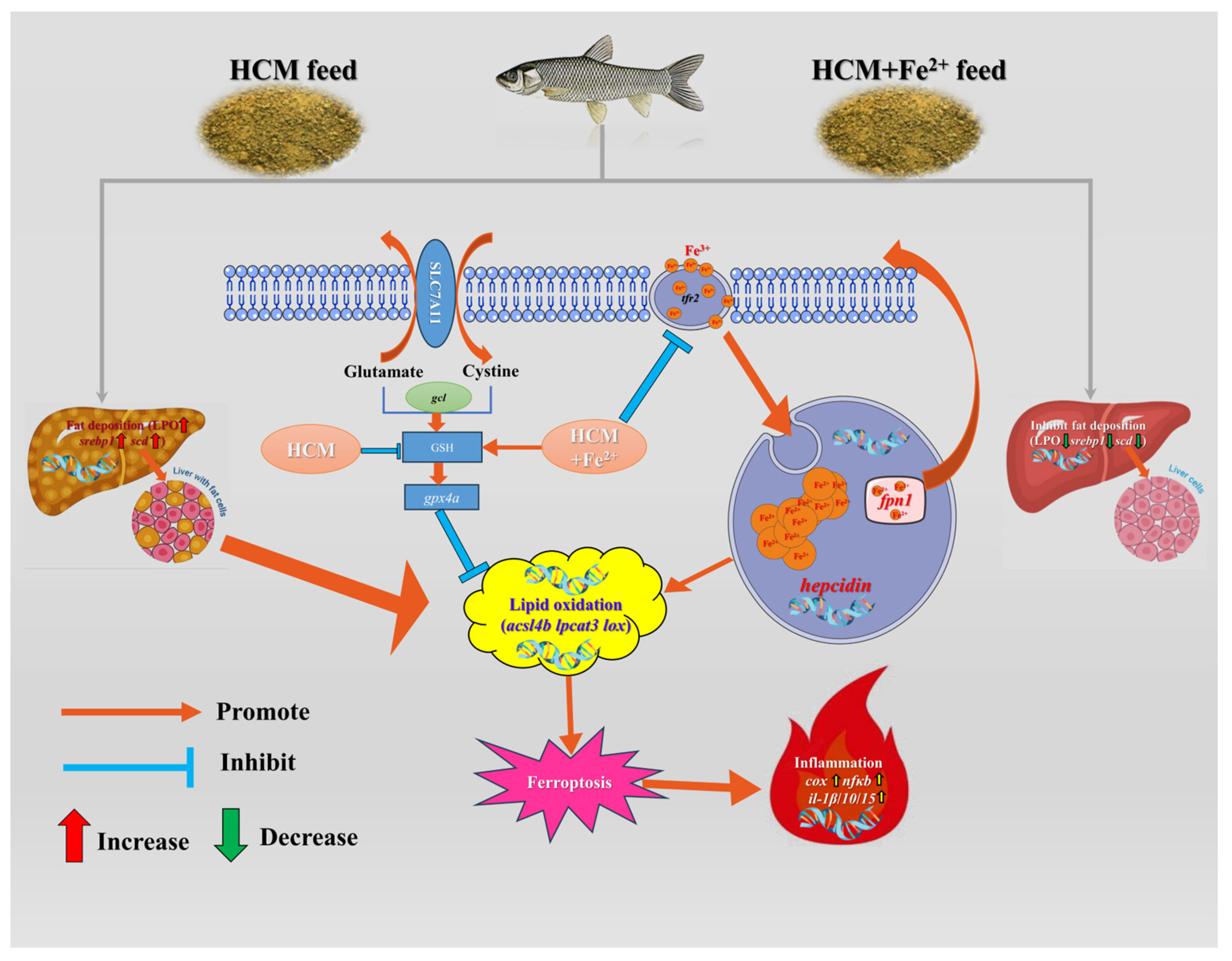 Antioxidants 12 01968 g006
