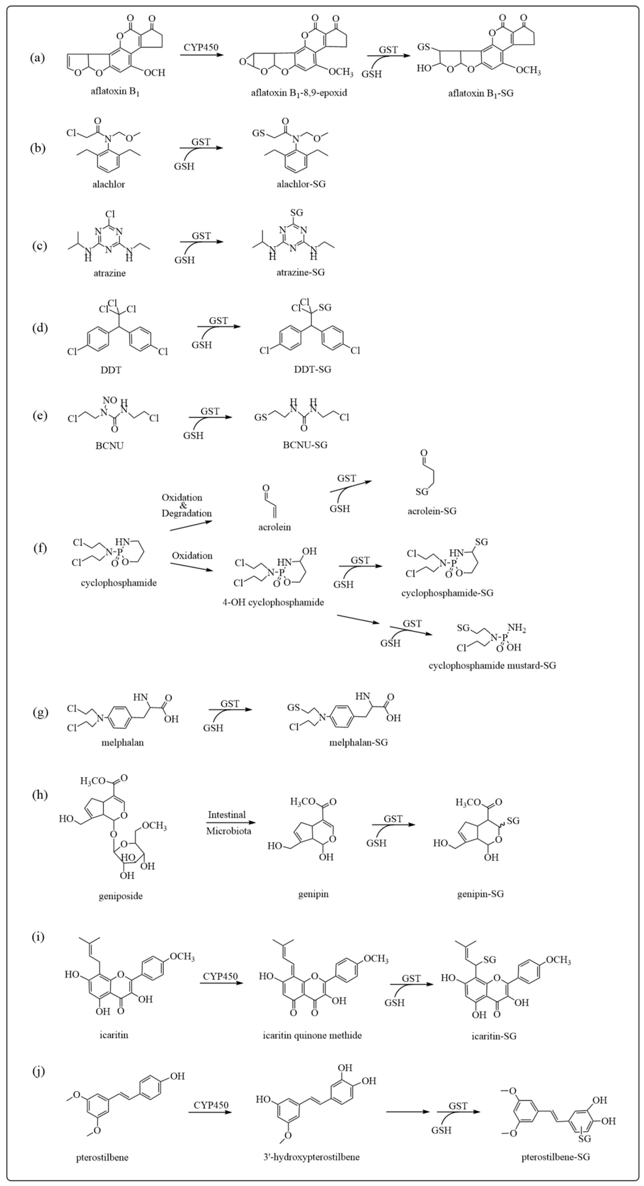 Antioxidants 12 01970 g003