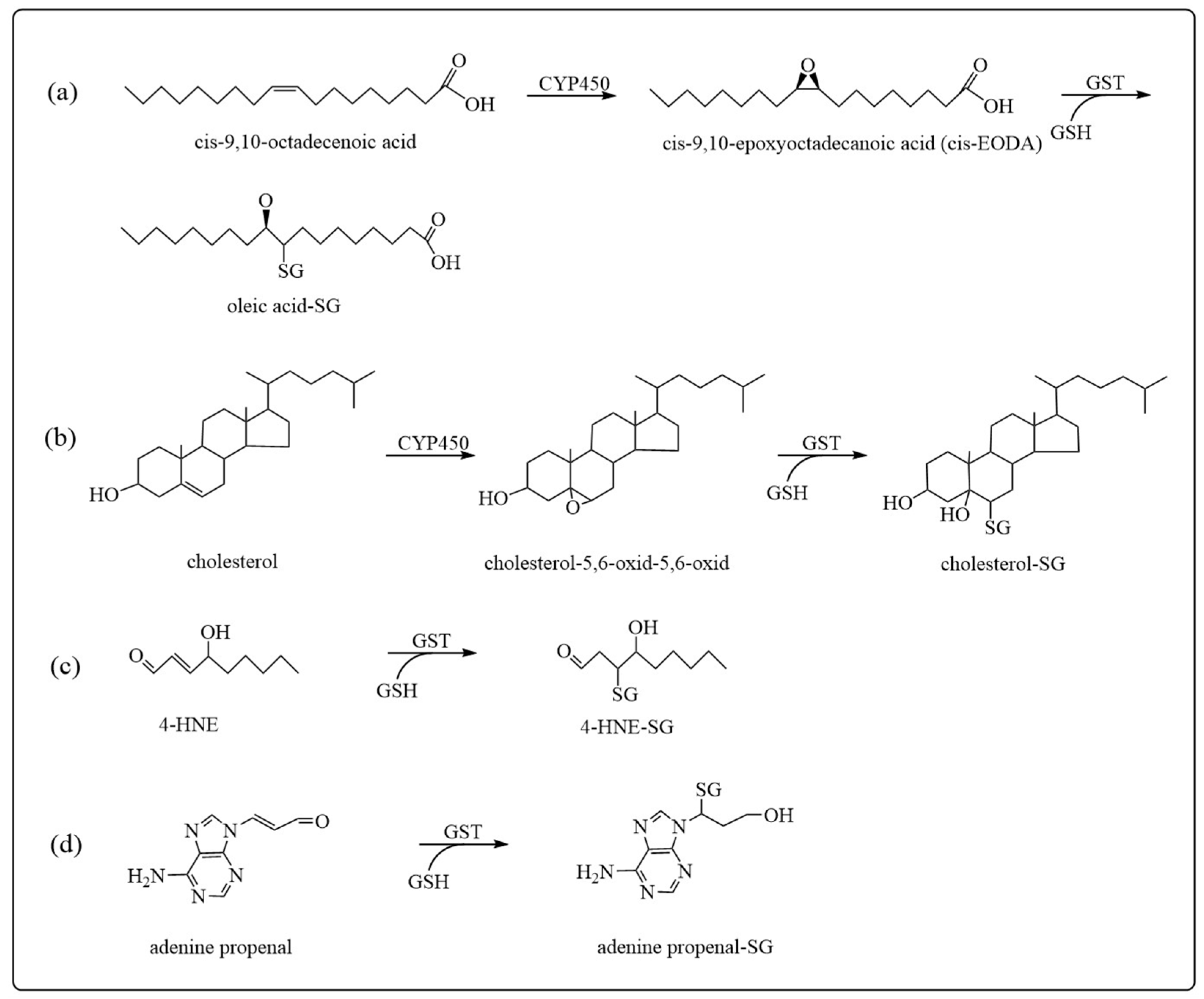 Antioxidants 12 01970 g004
