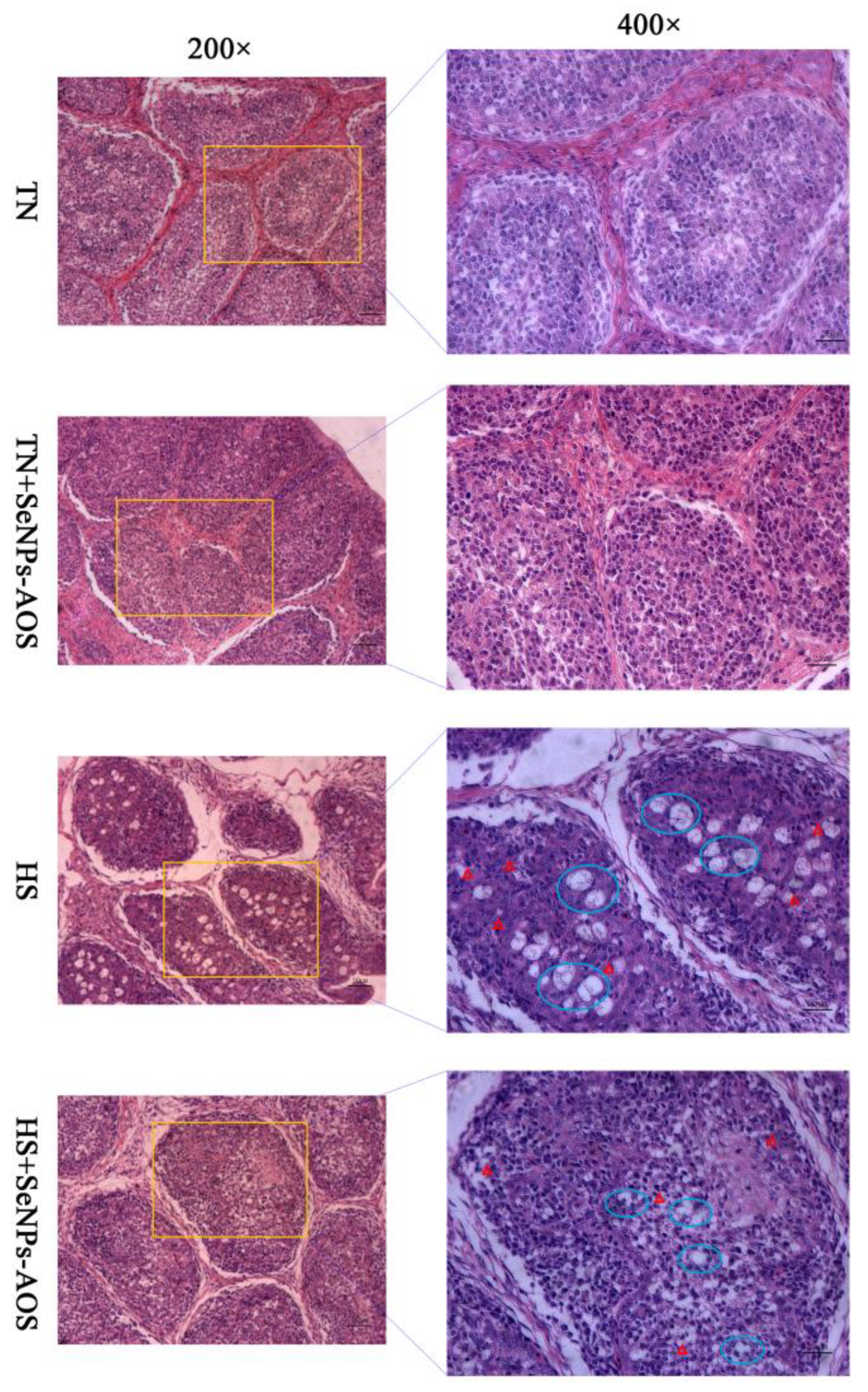 Antioxidants 12 01973 g004