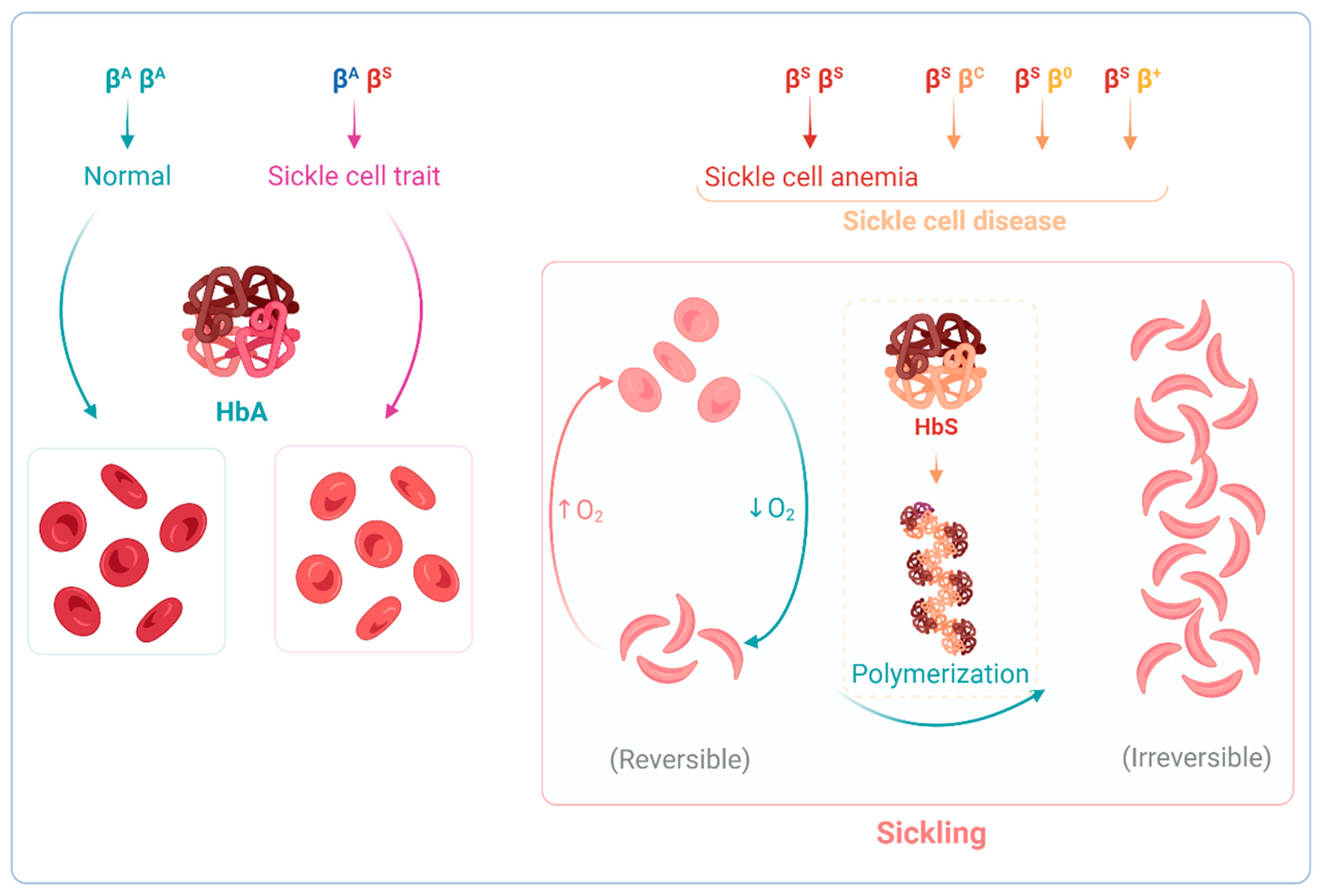 Antioxidants 12 01977 g002