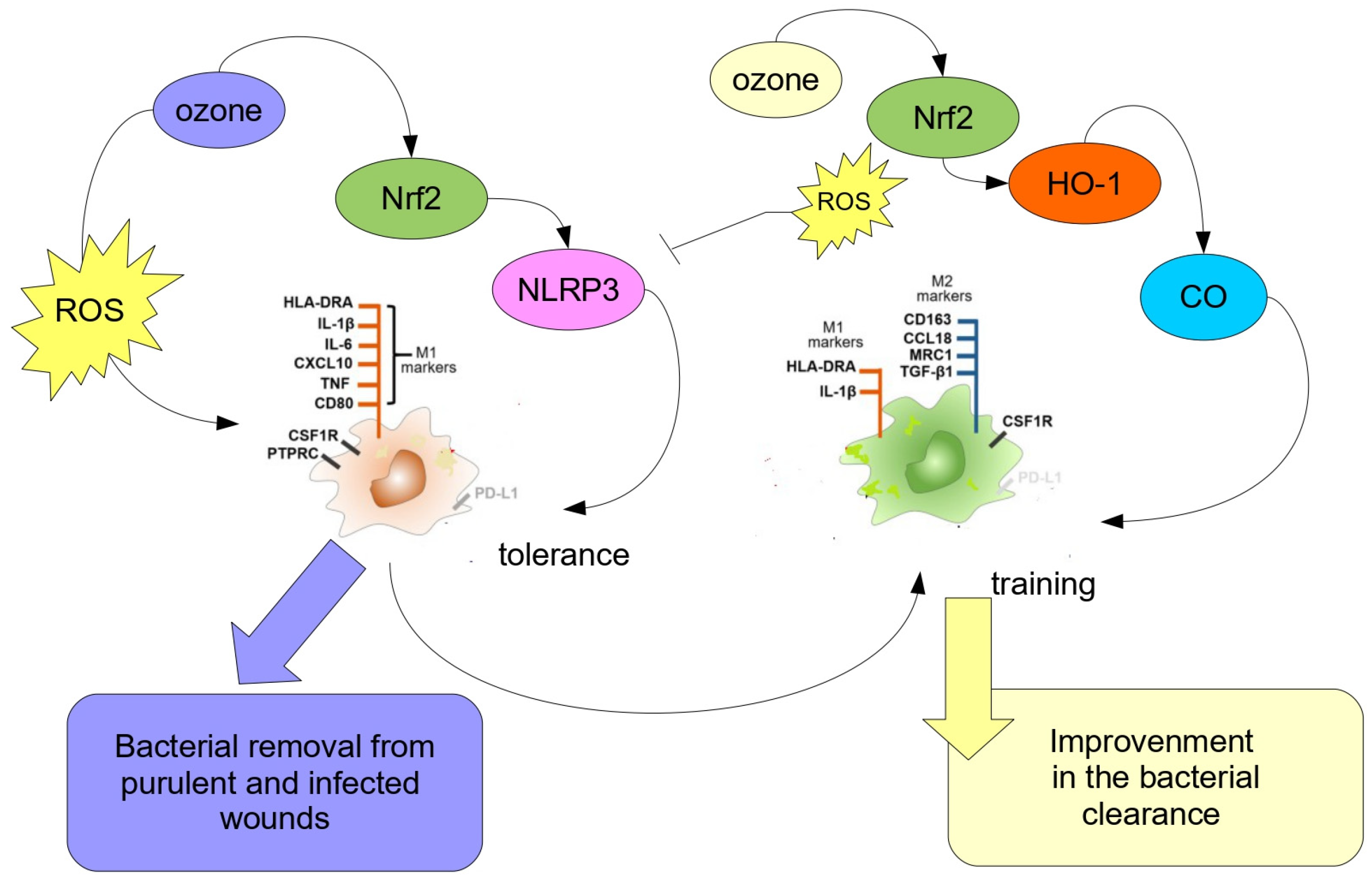 Antioxidants 12 01985 g001