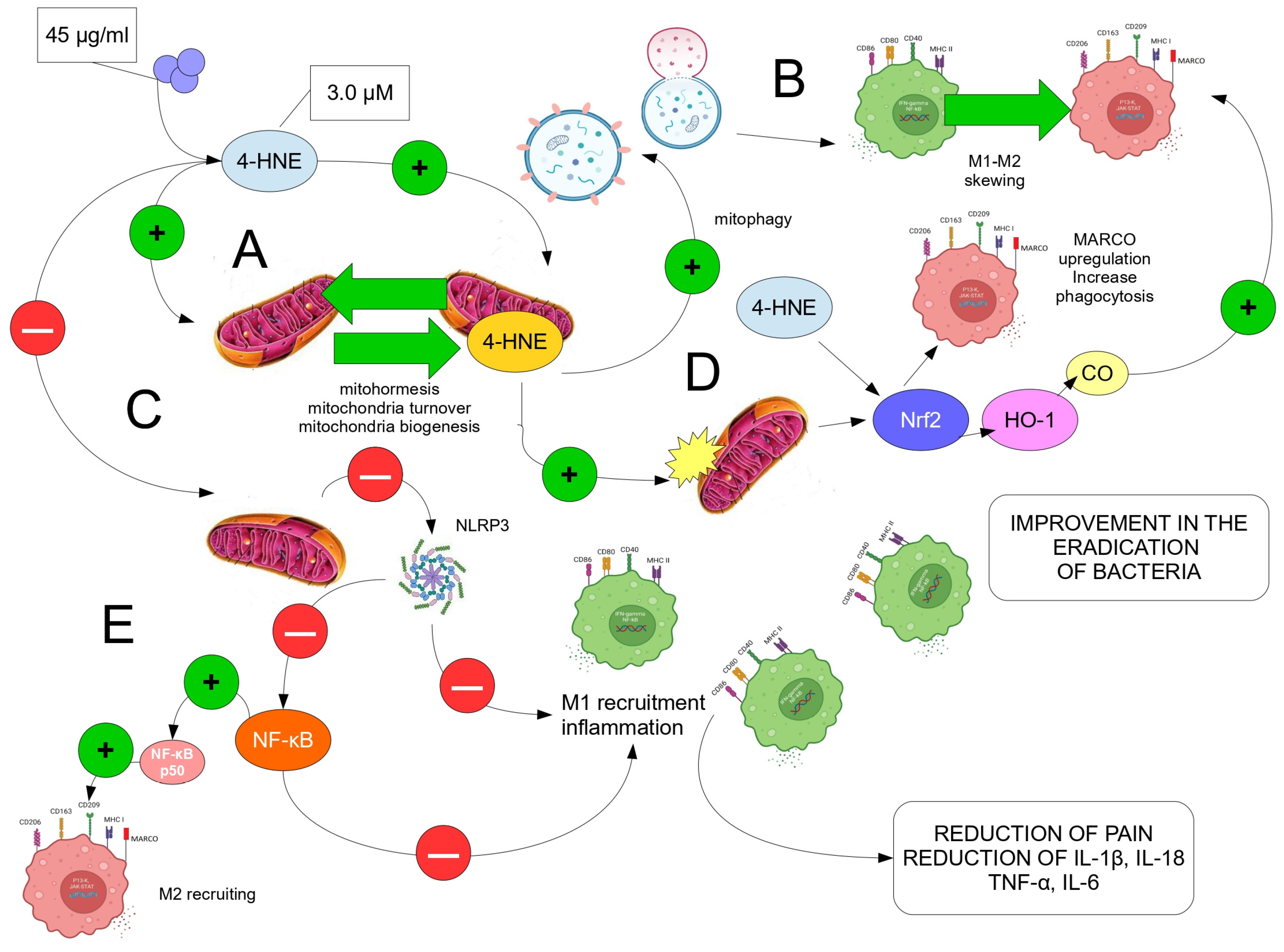 Antioxidants 12 01985 g003